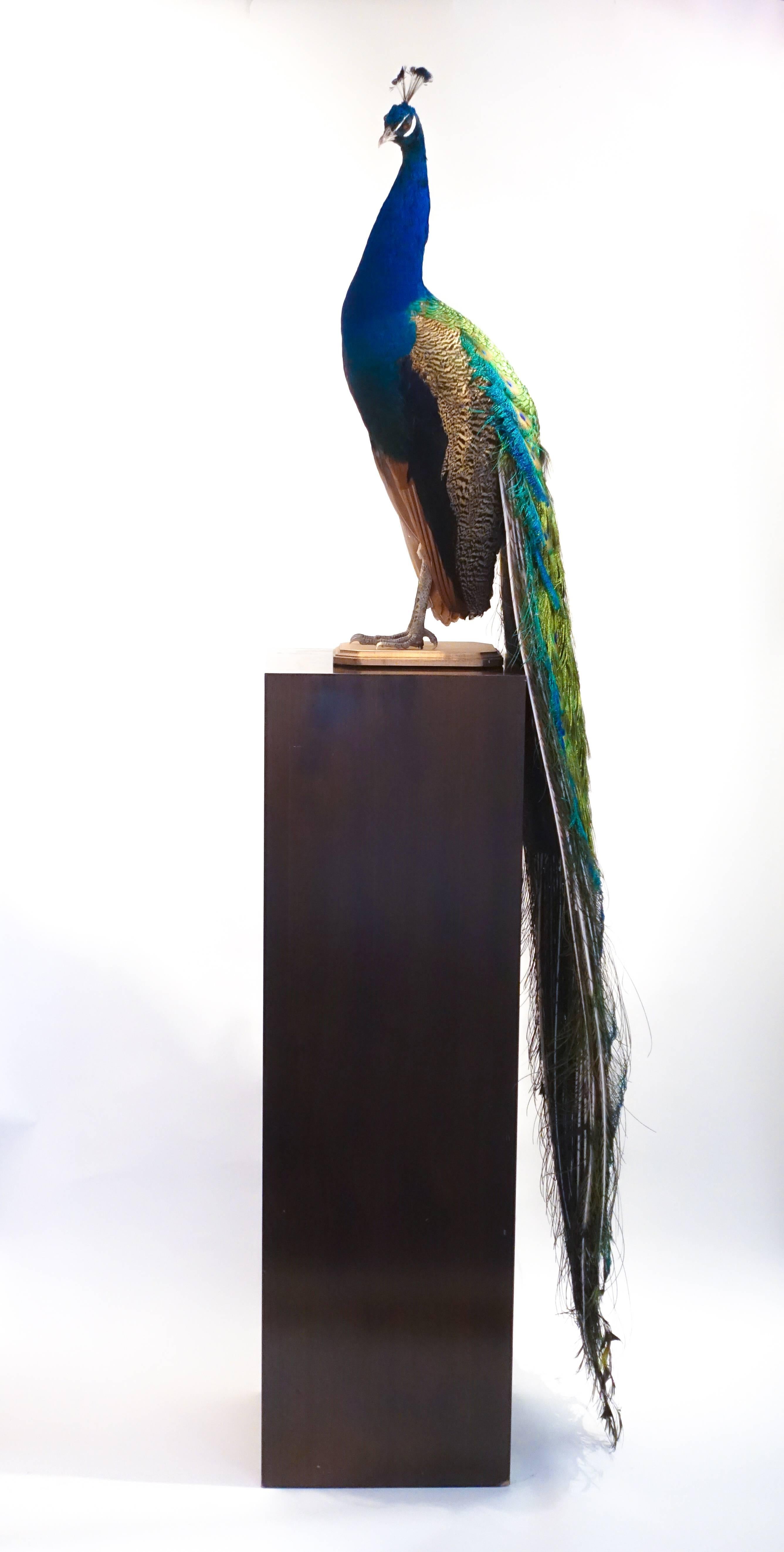 Indian blue peacock taxidermy mount with beautiful iridescent blue and green coloration. It is mounted on an oval wooden base and can be displayed by placement on a wall bracket, mantelpiece or stand. There are many possible display options as the