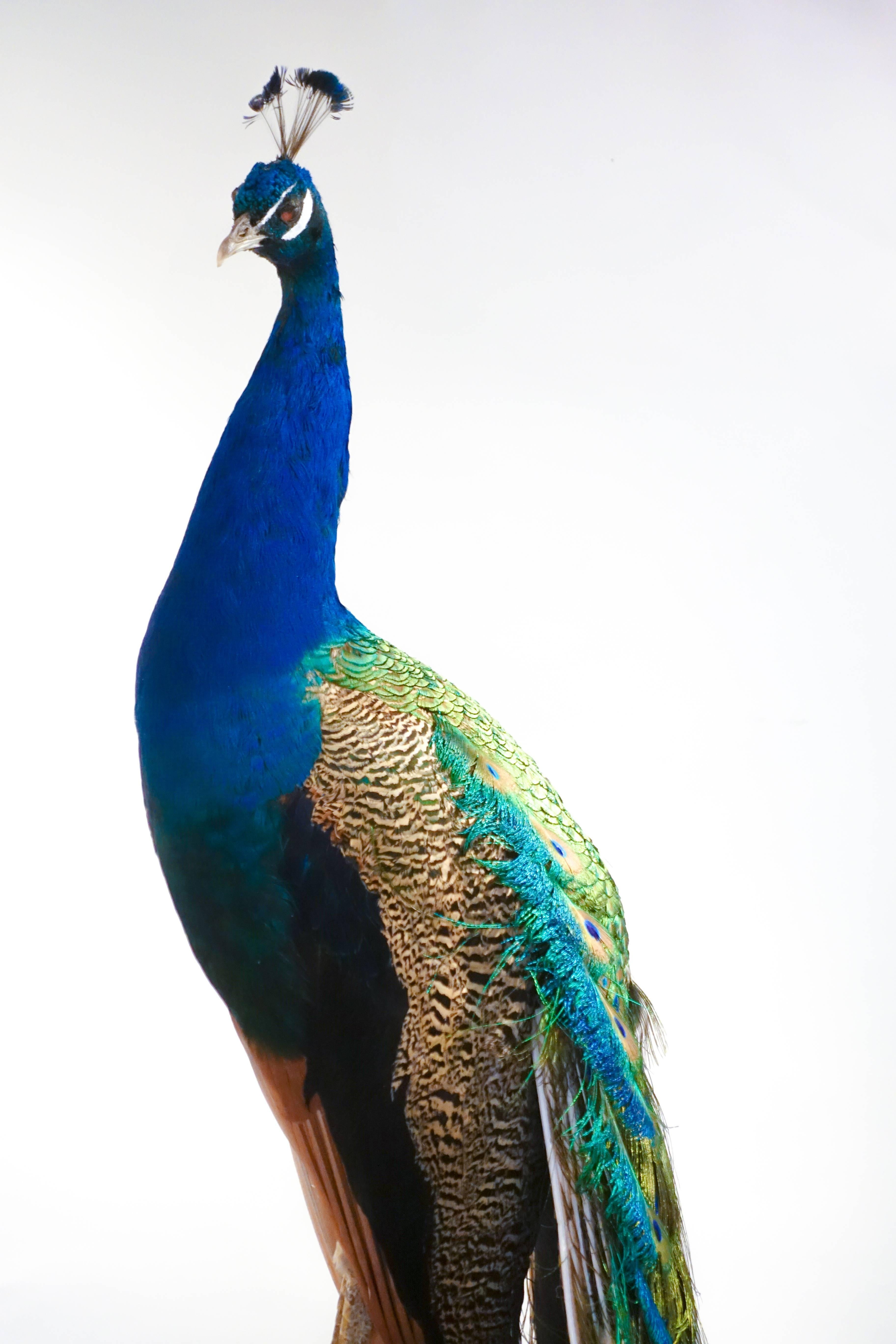 Anglo-Indian Indian Blue Peacock
