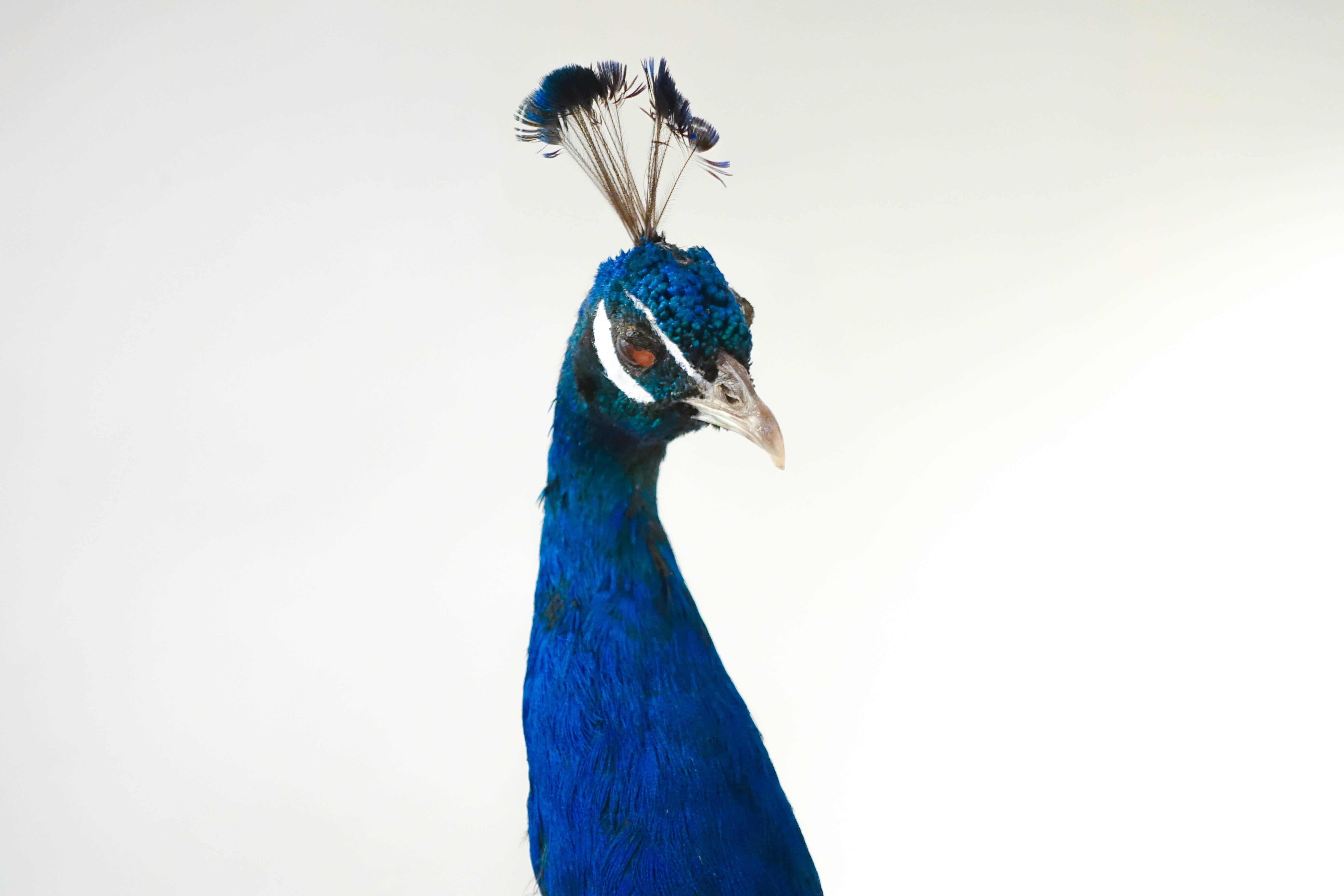 faux taxidermy peacock