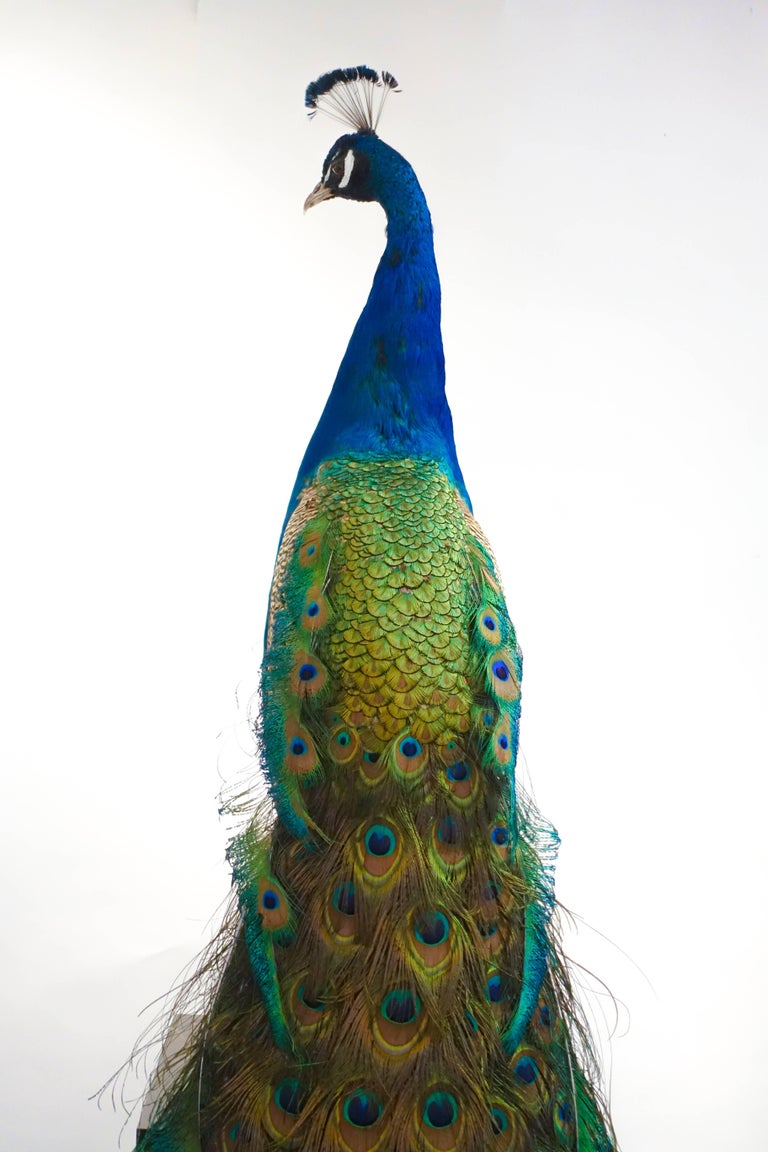 Indian Blue Peacock at 1stDibs