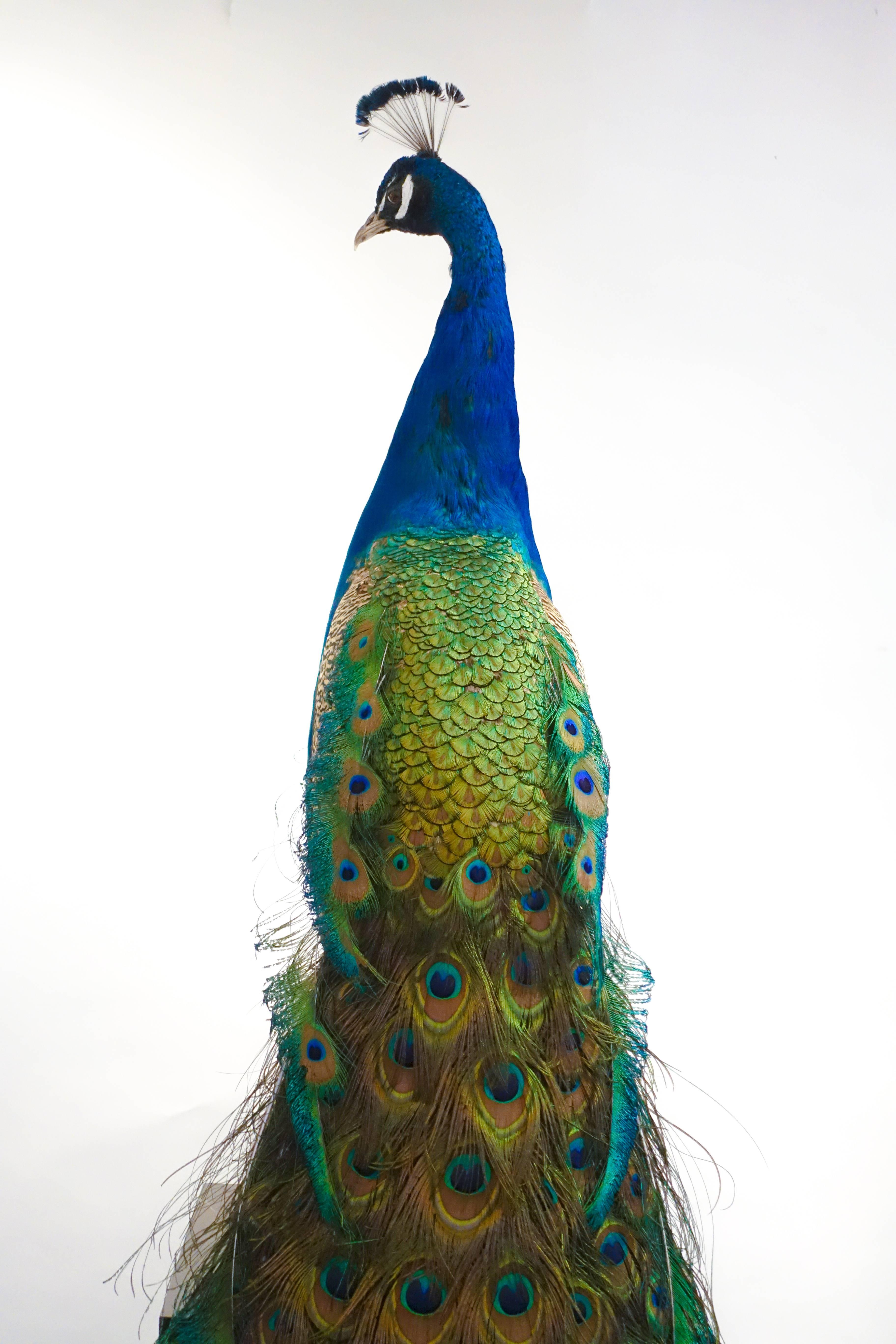 American Indian Blue Peacock