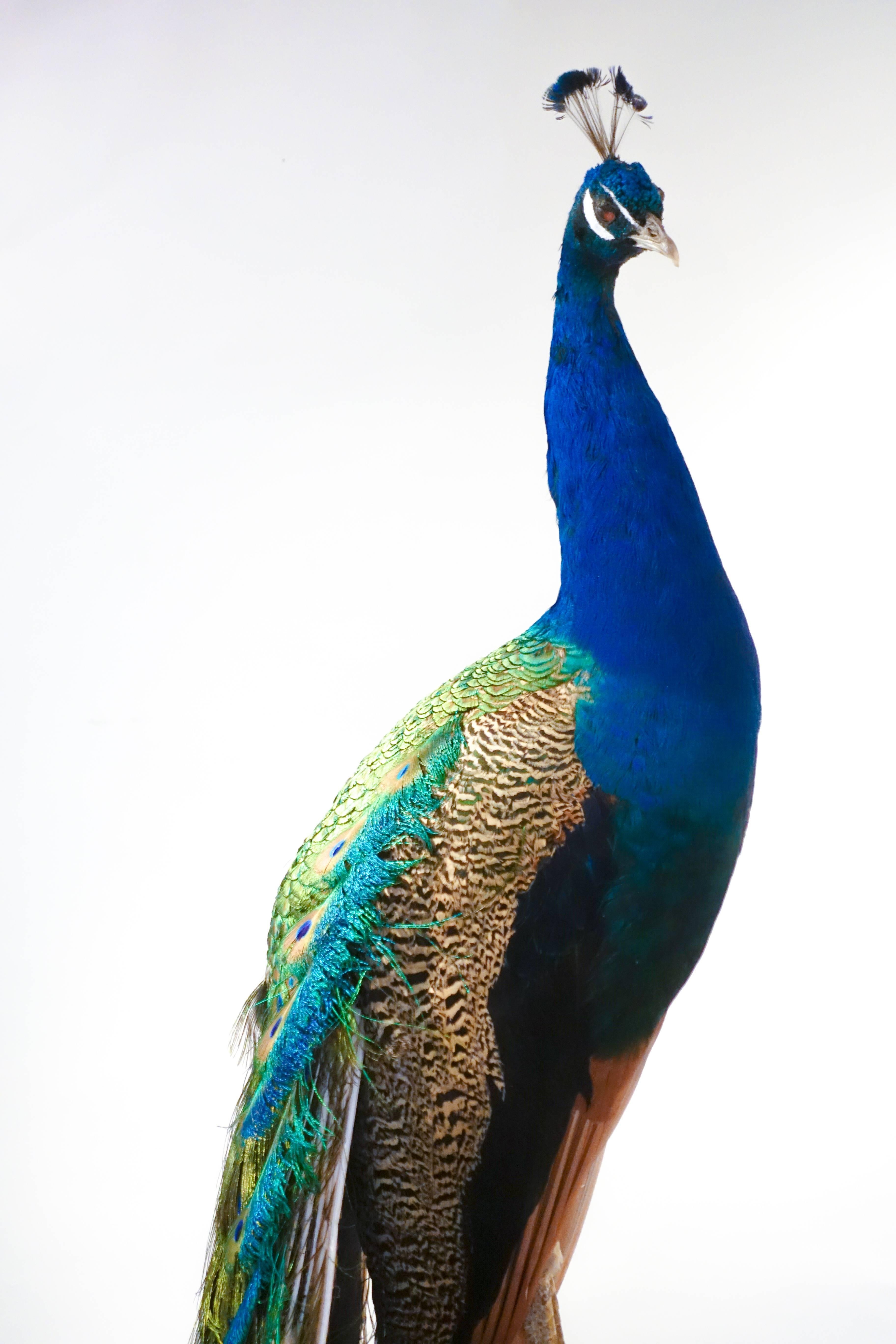 American Indian Blue Peacock