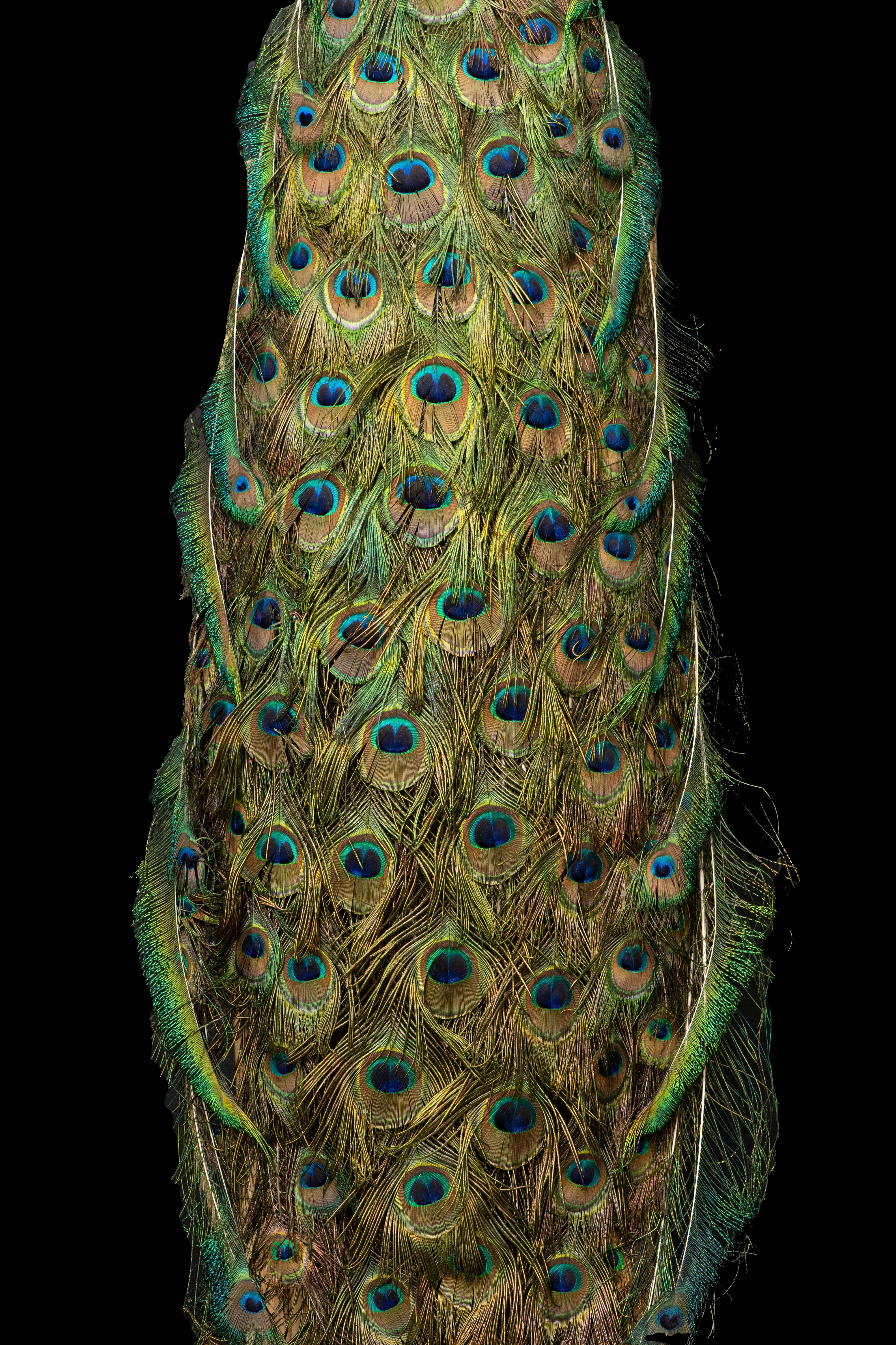 American Indian Blue Peacock