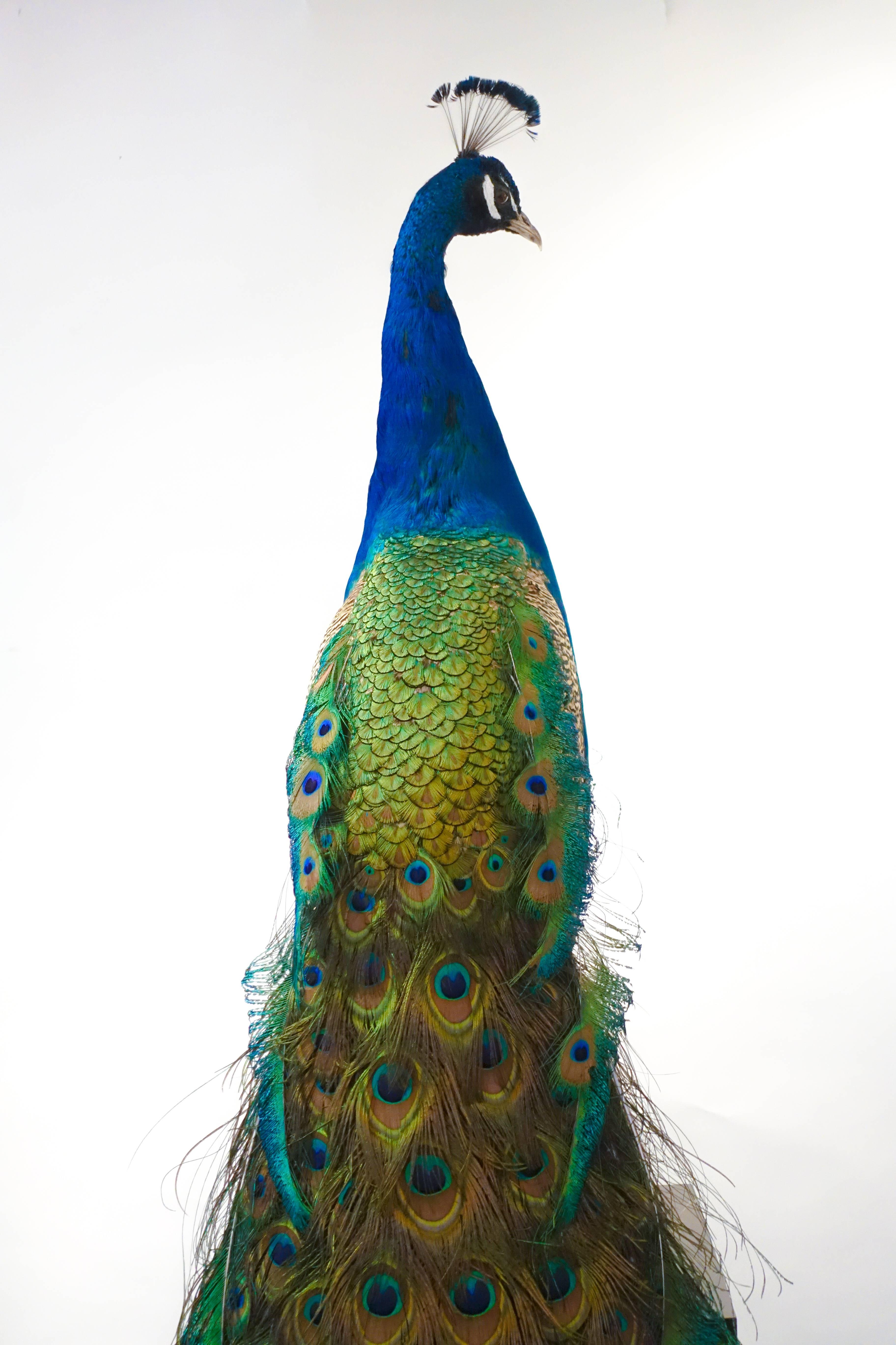 Indian Blue Peacock In Good Condition In New York, NY