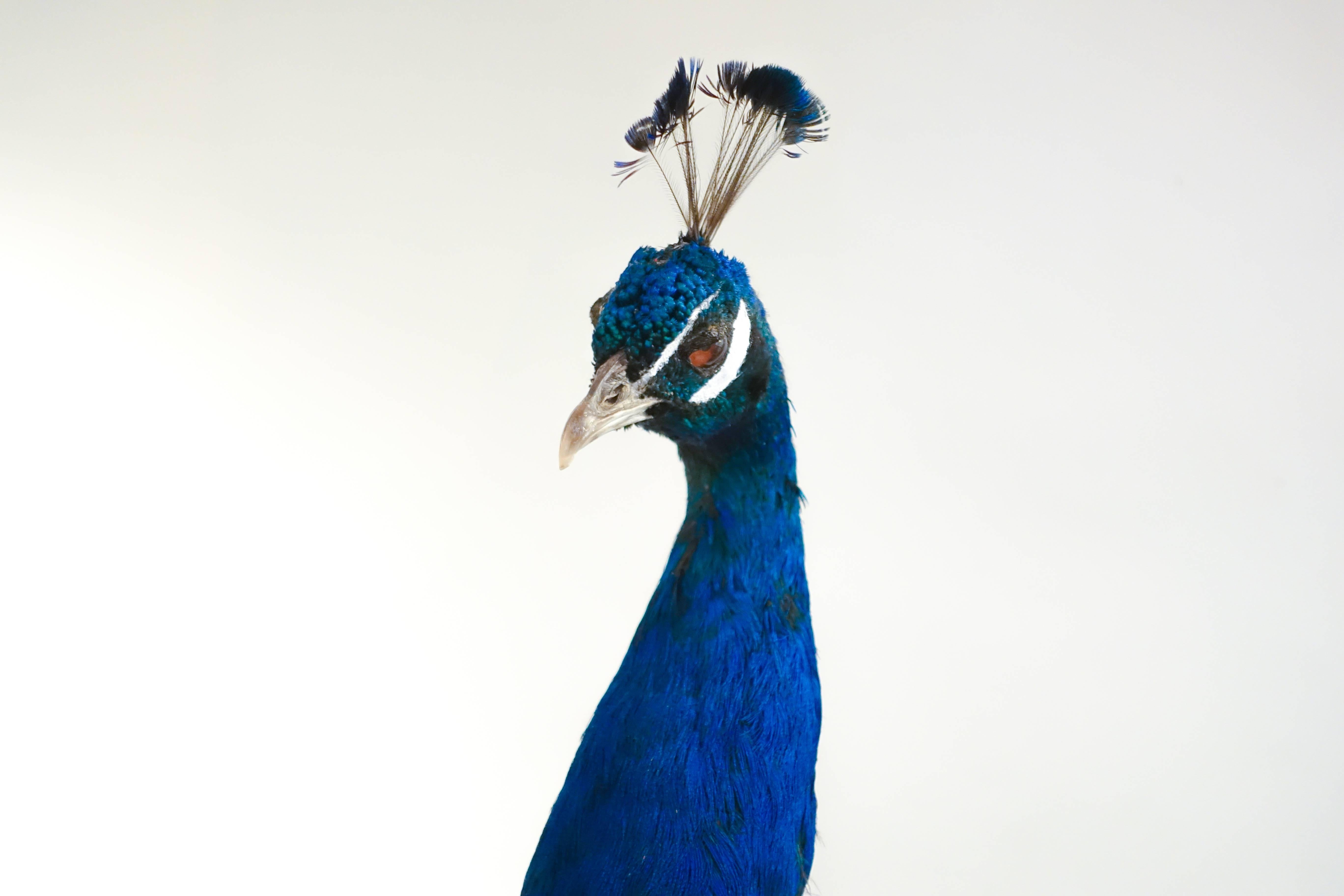 Contemporary Indian Blue Peacock