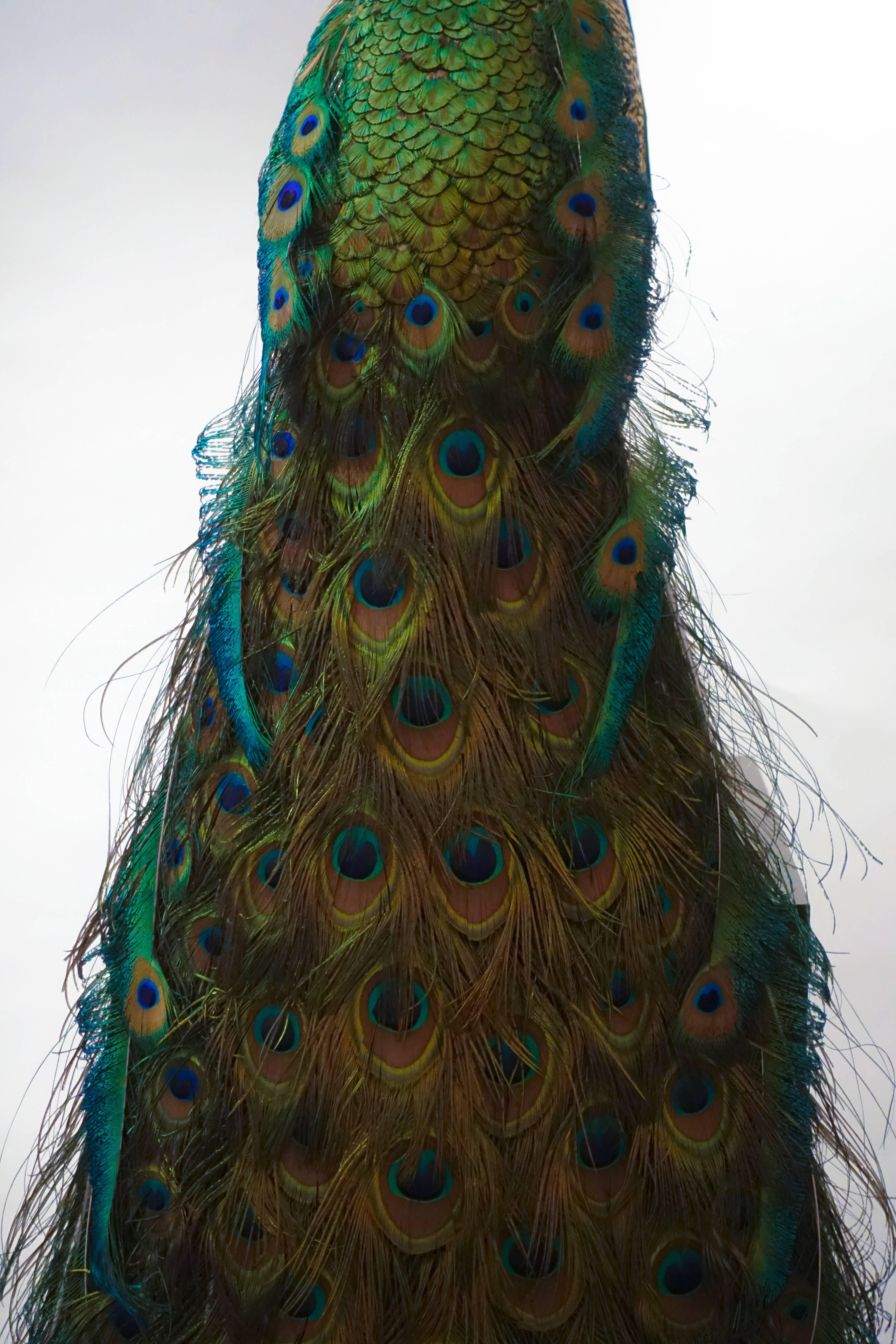 Contemporary Indian Blue Peacock