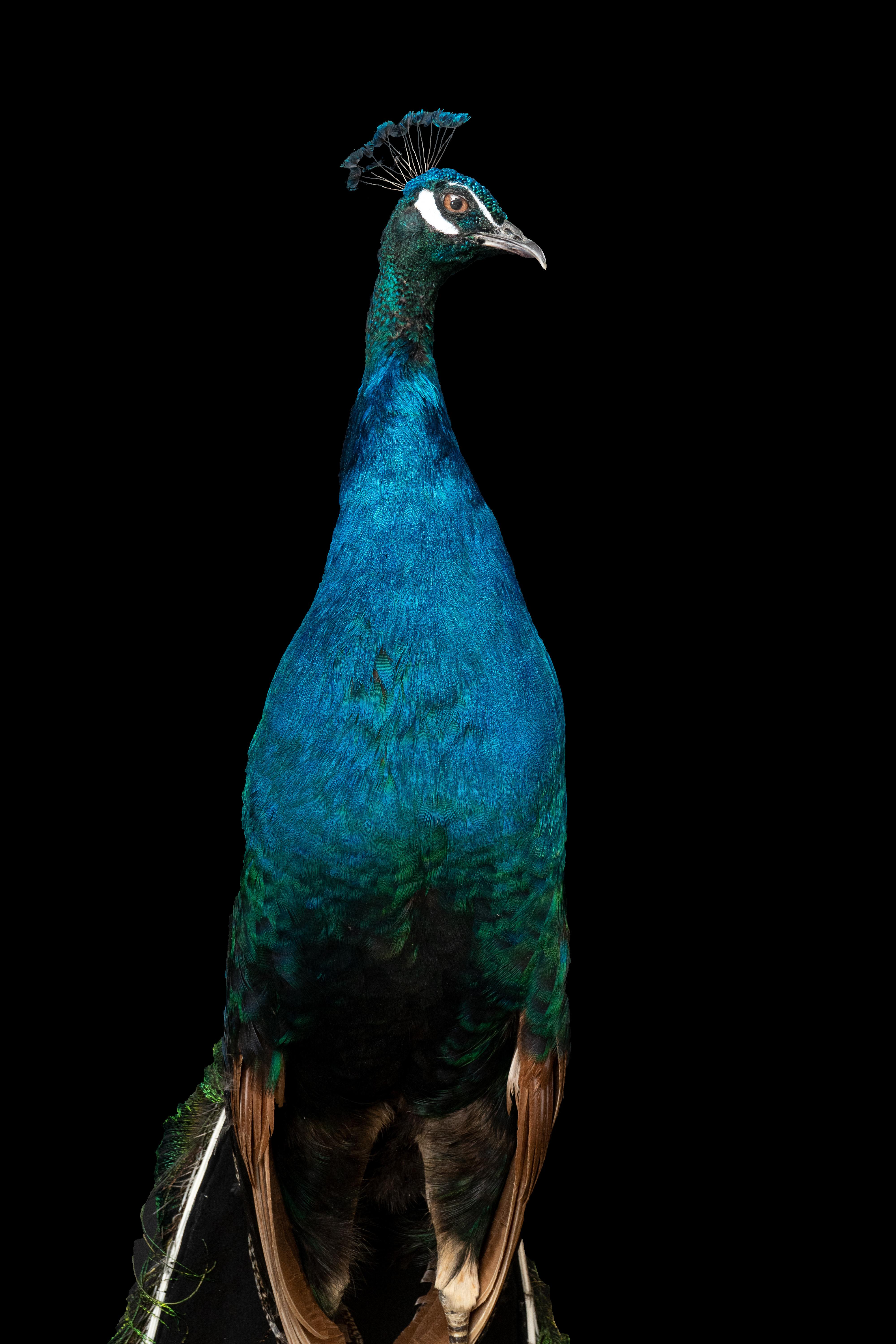 Contemporary Indian Blue Peacock