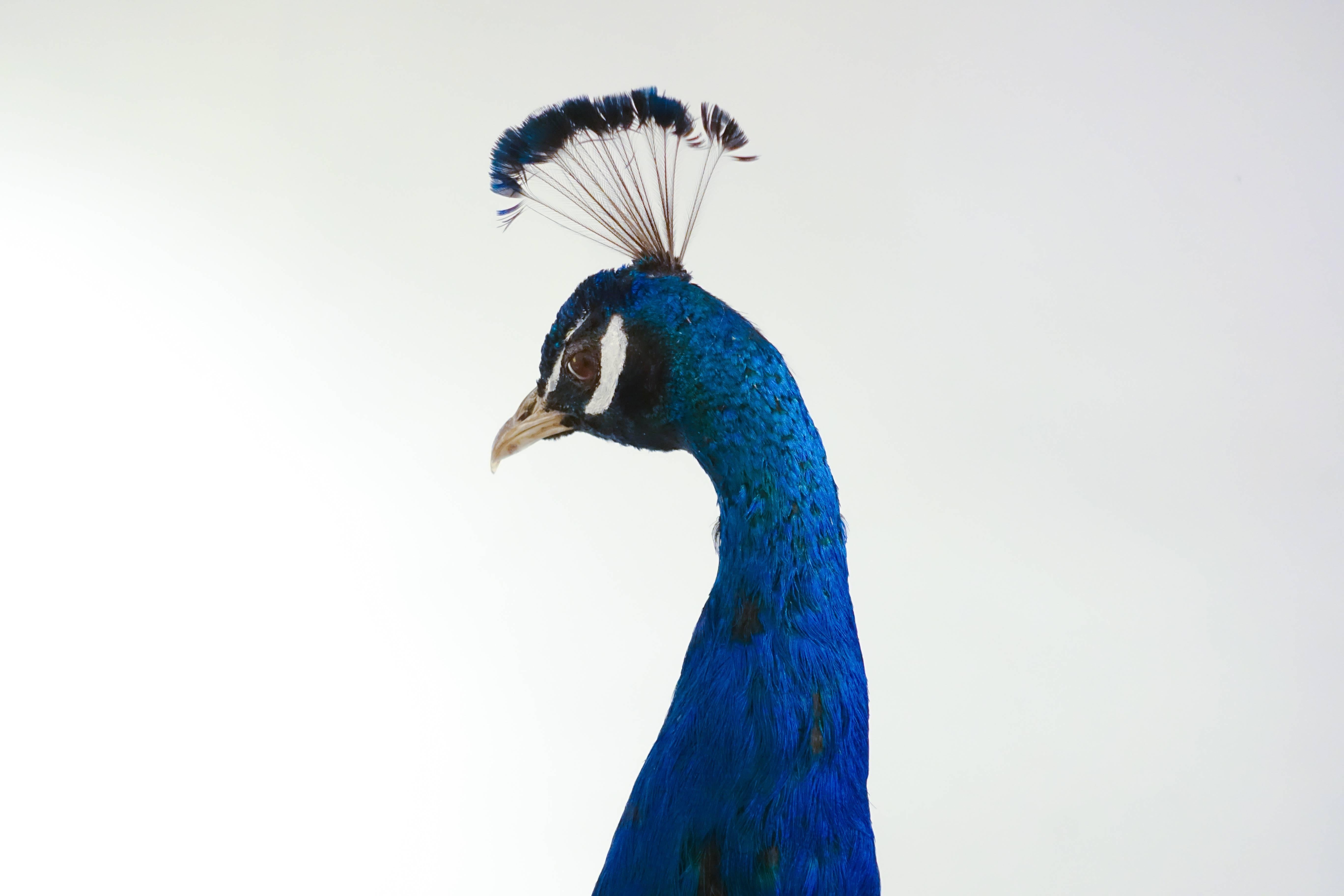 Wood Indian Blue Peacock