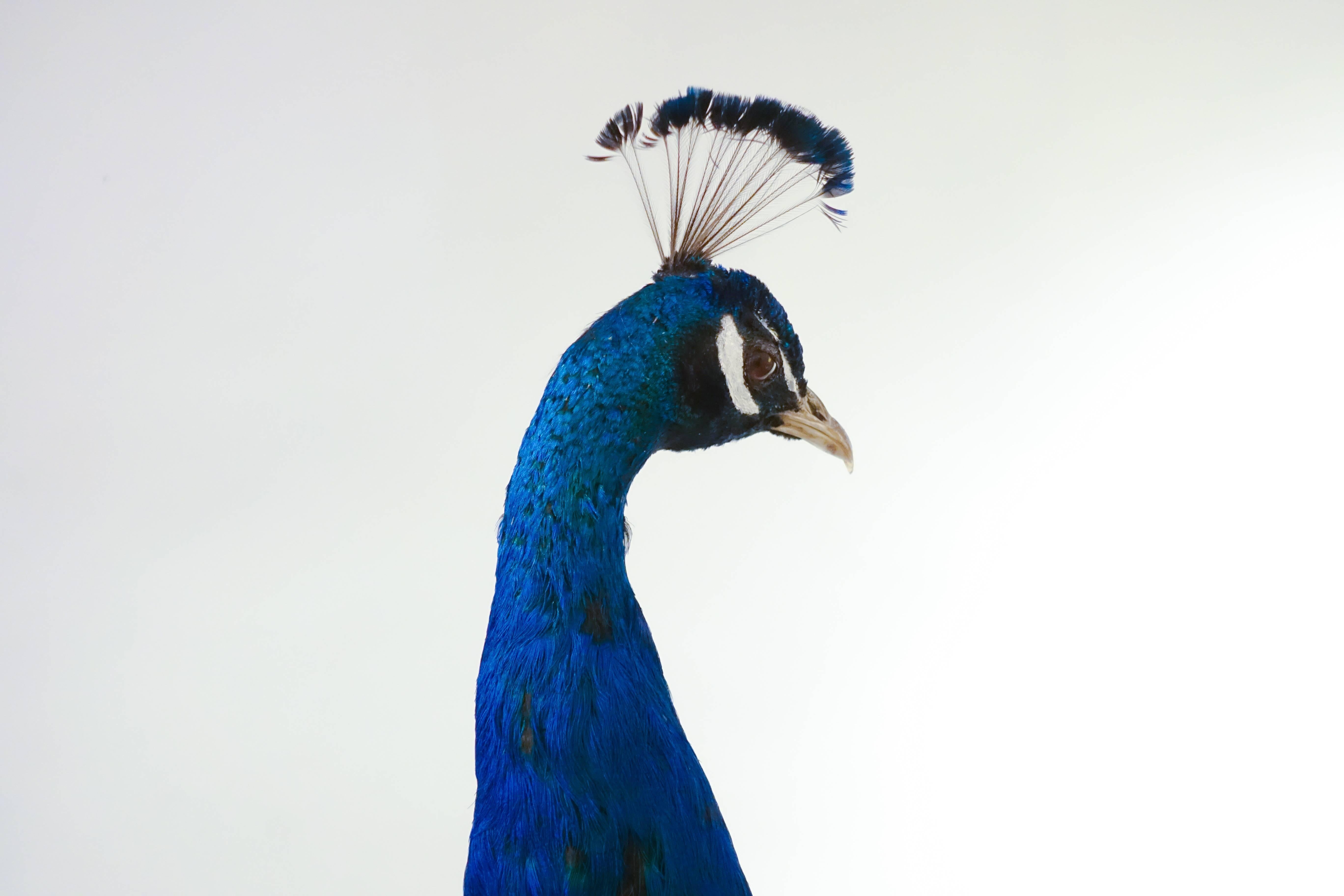 Wood Indian Blue Peacock