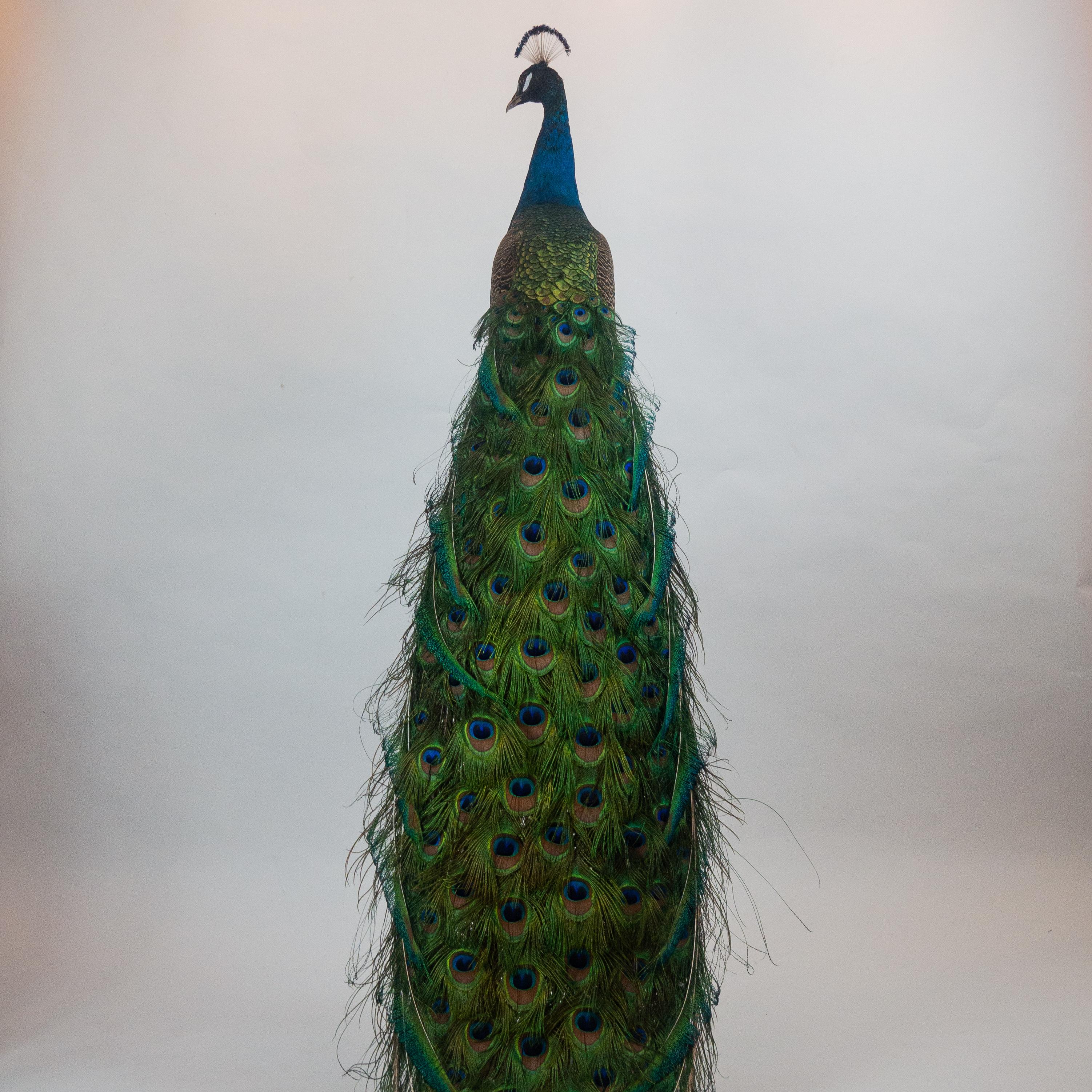 Indian Blue Peacock 1