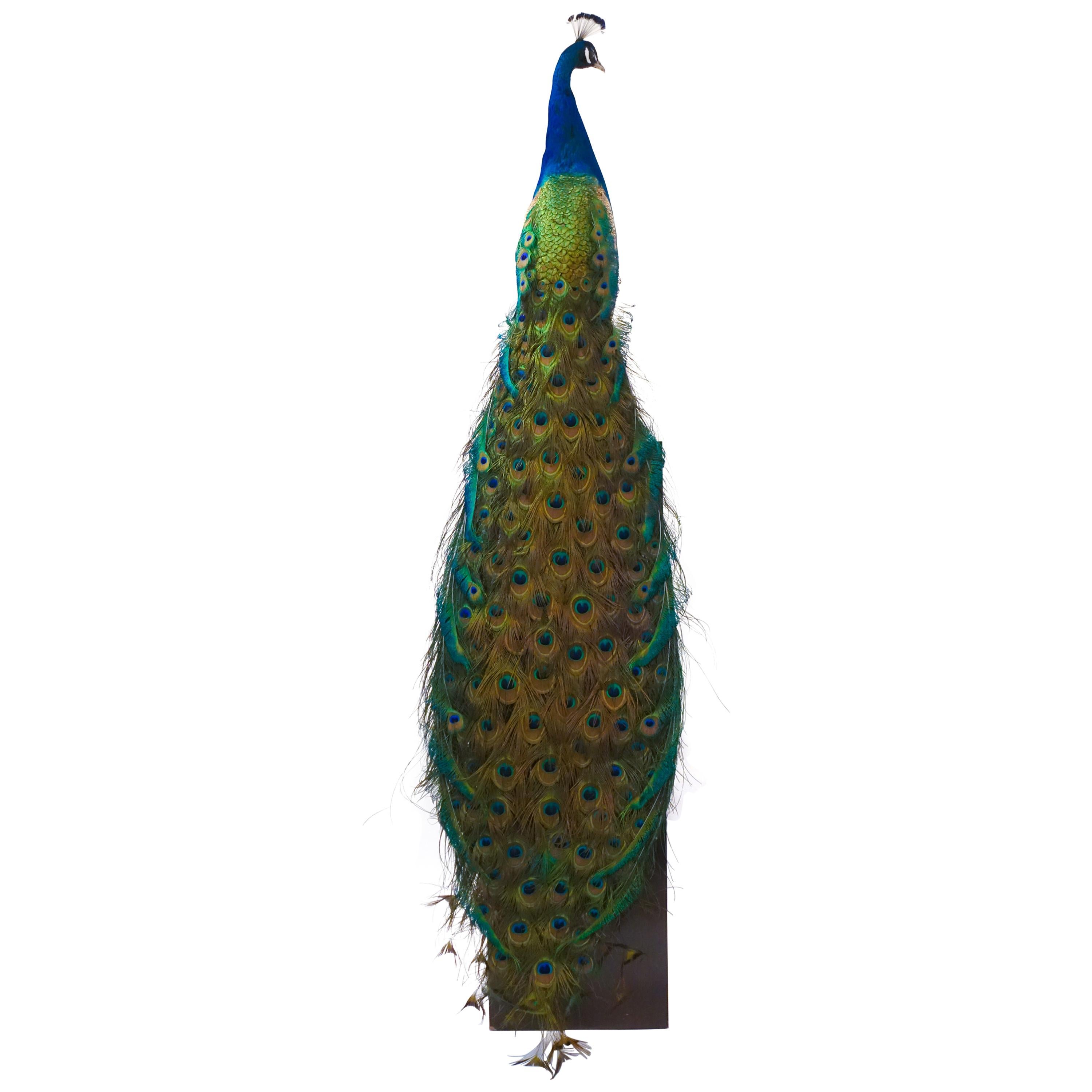 Indian Blue Peacock
