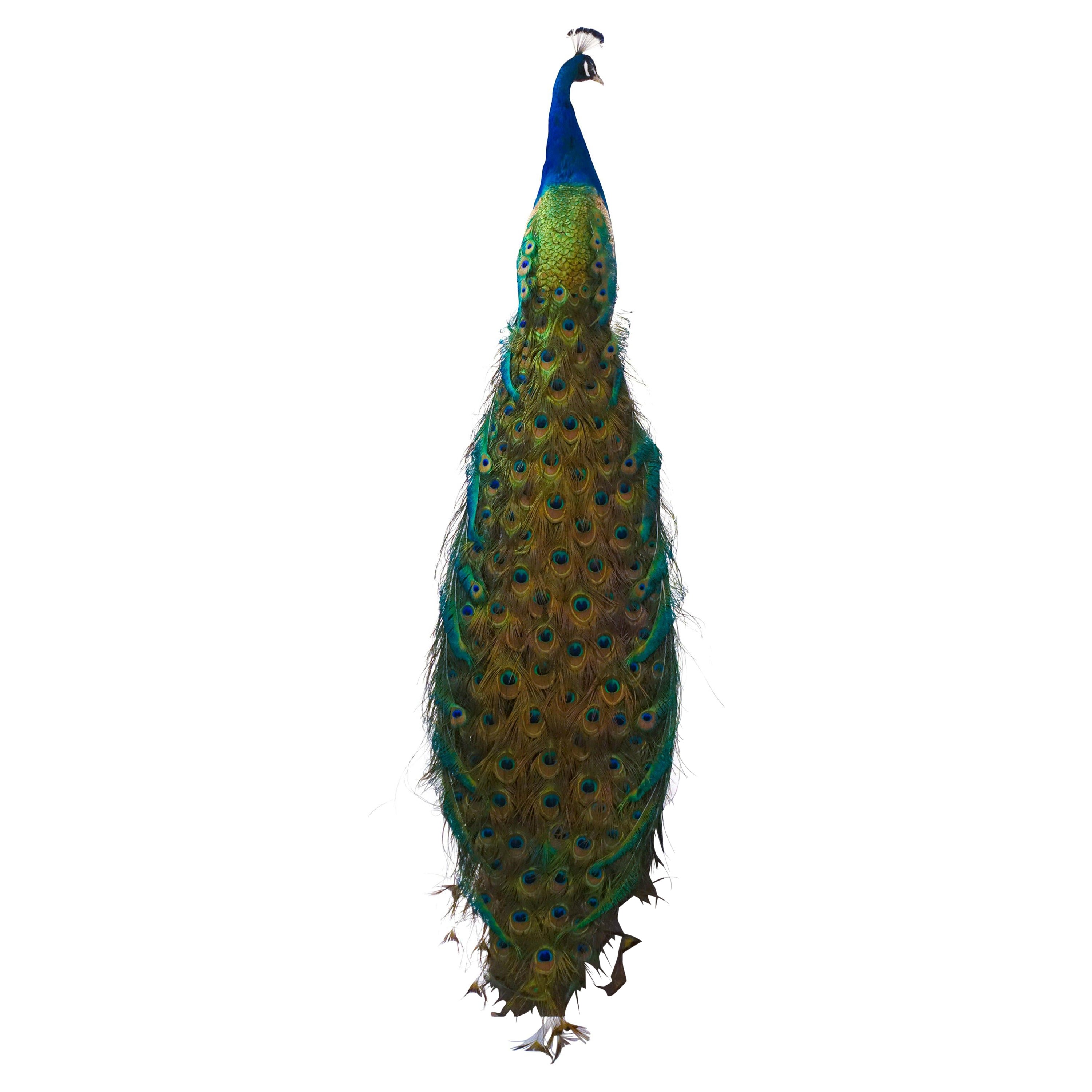 Paon bleu de l'Inde