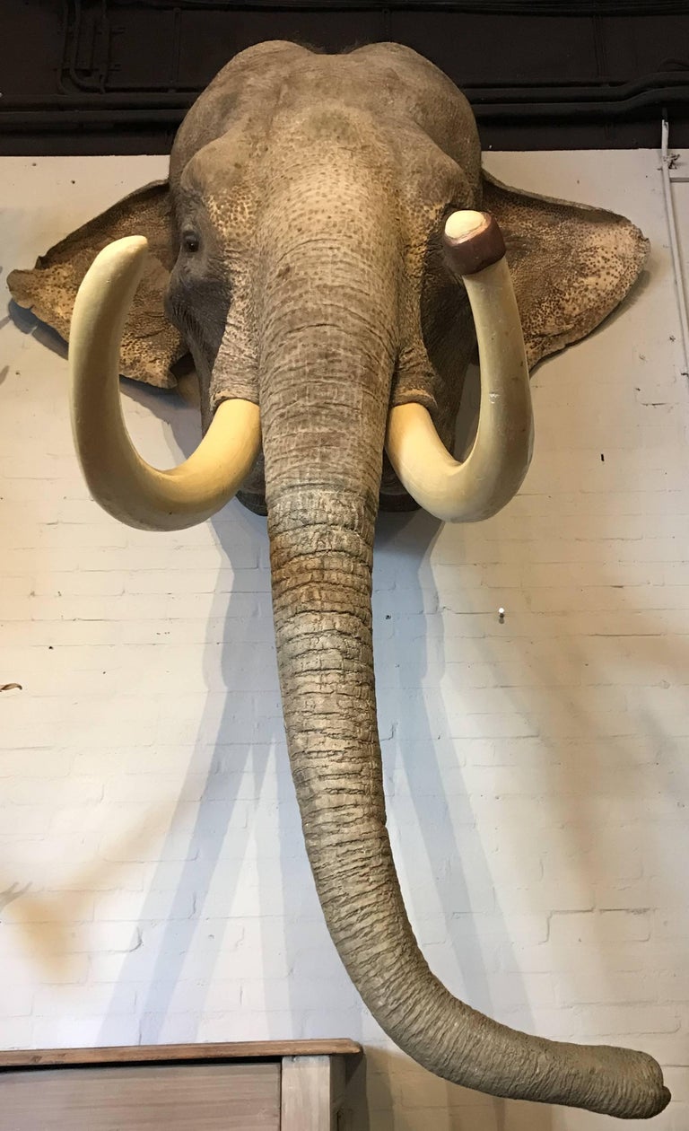 Indian Elephant "Sammy" 'Elephas Maximus Indicus' For Sale at 1stdibs