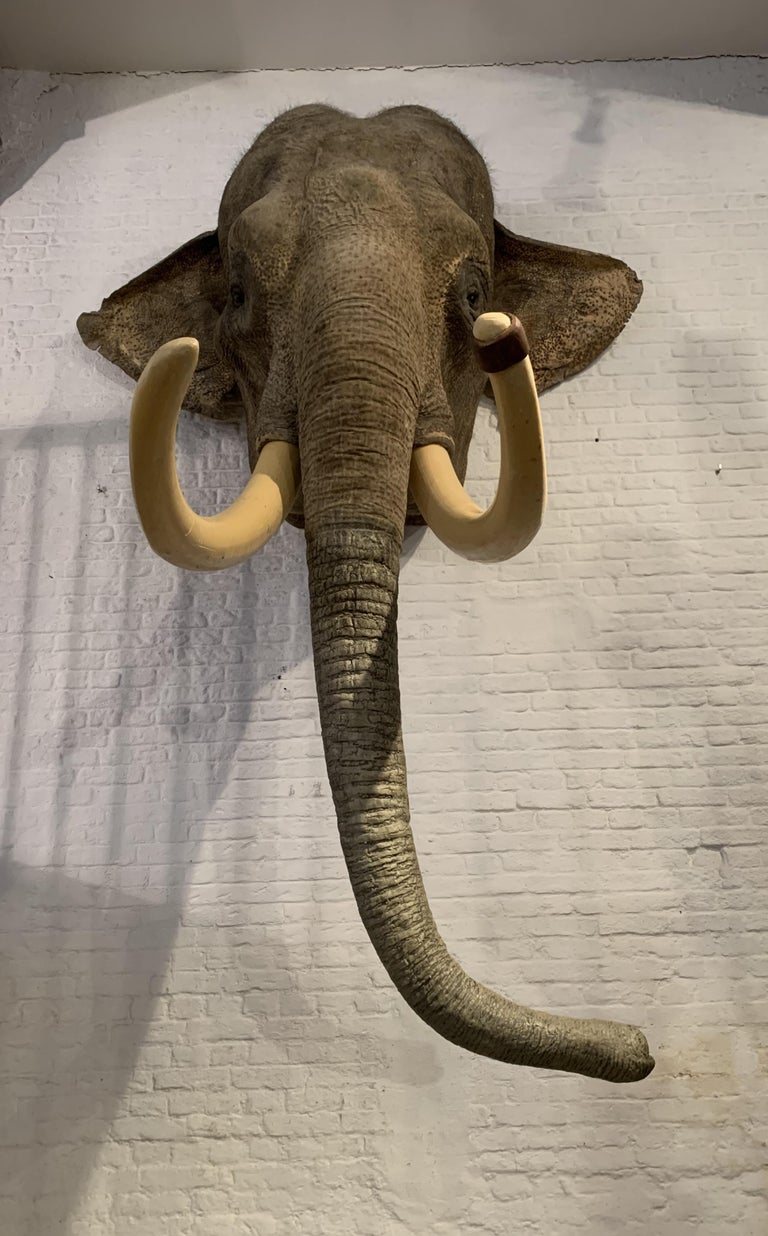 Indian Elephant "Sammy" 'Elephas Maximus Indicus' For Sale at 1stdibs