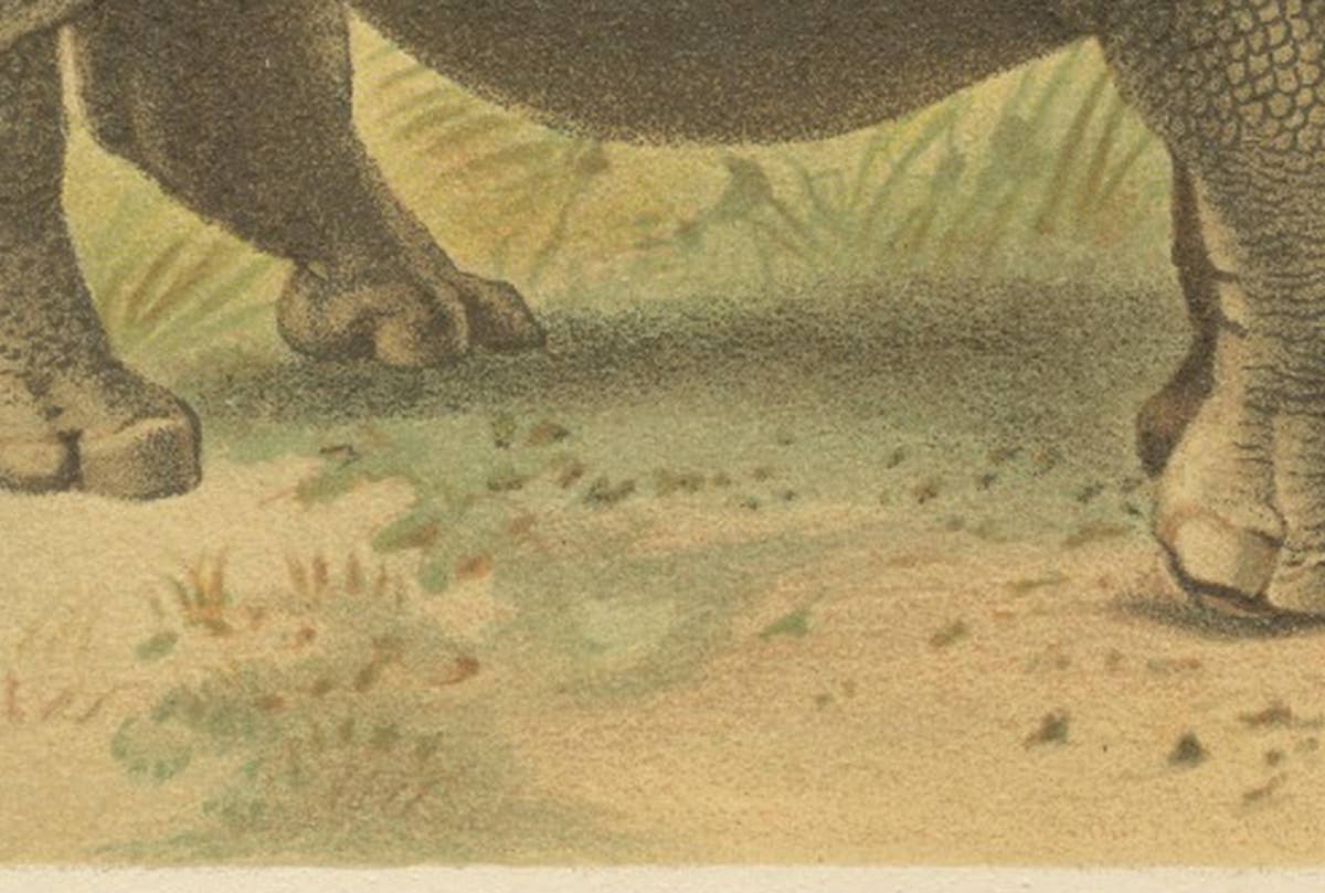 Indian Rhinoceros – Antique Natural History Chromolithograph, 1894