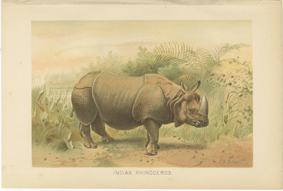 Indian Rhinoceros – Antique Natural History Chromolithograph, 1894