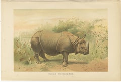 Indian Rhinoceros – Antique Natural History Chromolithograph, 1894