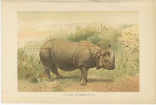 Indian Rhinoceros, Antique Natural History Chromolithograph, 1894, view 2