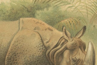 Indian Rhinoceros, Antique Natural History Chromolithograph, 1894, view 3