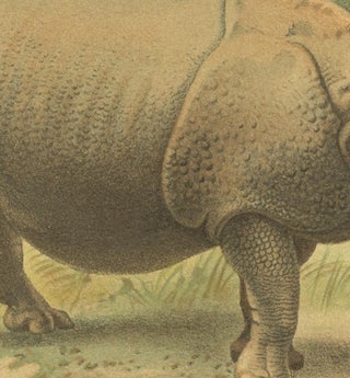 Indian Rhinoceros, Antique Natural History Chromolithograph, 1894, view 4
