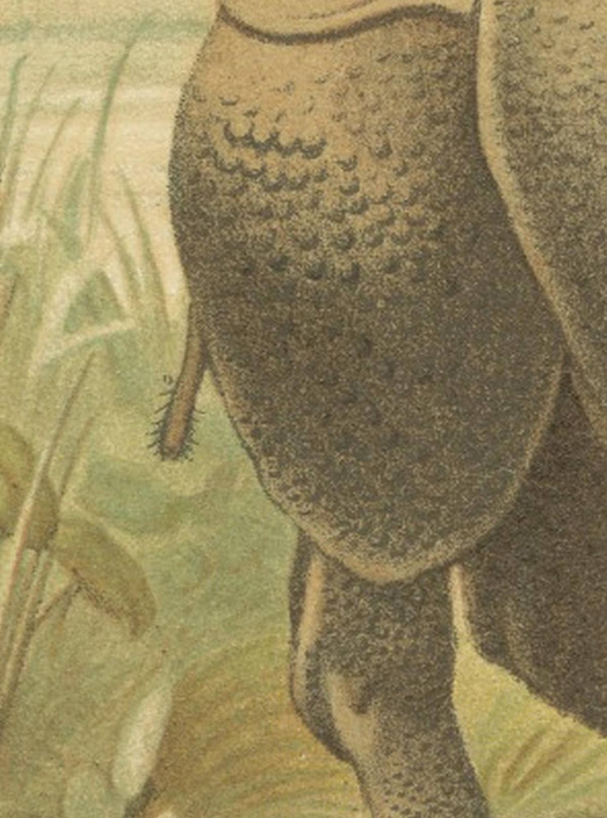 Indian Rhinoceros – Antique Natural History Chromolithograph, 1894