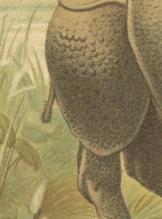 Indian Rhinoceros, Antique Natural History Chromolithograph, 1894, view 5
