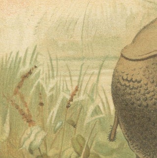 Indian Rhinoceros, Antique Natural History Chromolithograph, 1894, view 6