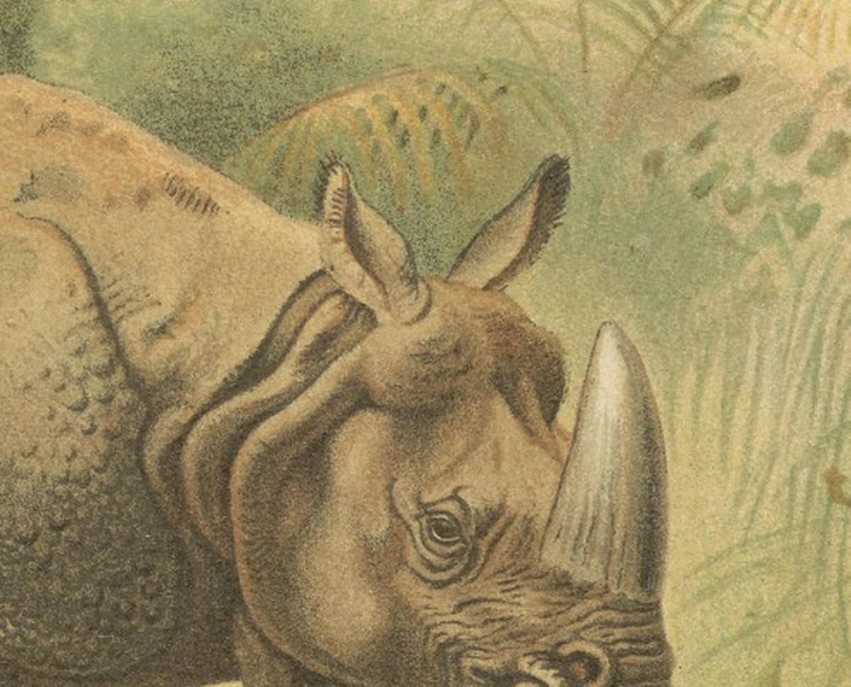 Indian Rhinoceros – Antique Natural History Chromolithograph, 1894
