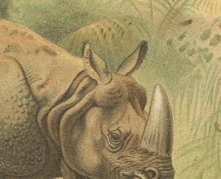 Indian Rhinoceros, Antique Natural History Chromolithograph, 1894, view 7
