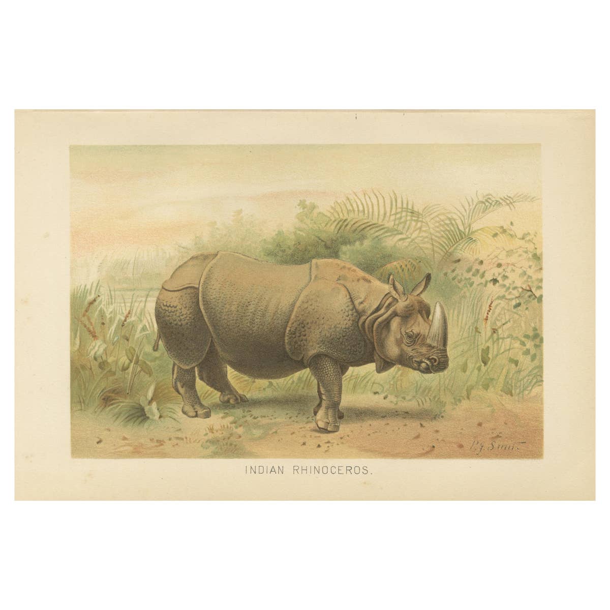 Indian Rhinoceros – Antique Natural History Chromolithograph, 1894