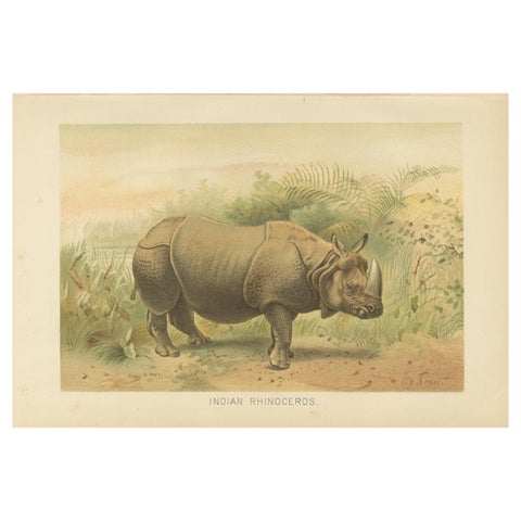 Indian Rhinoceros, Antique Natural History Chromolithograph, 1894