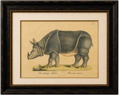 Indian Rhinoceros (Rhinoceros unicornis), Brodtmann Natural History Print, 1816