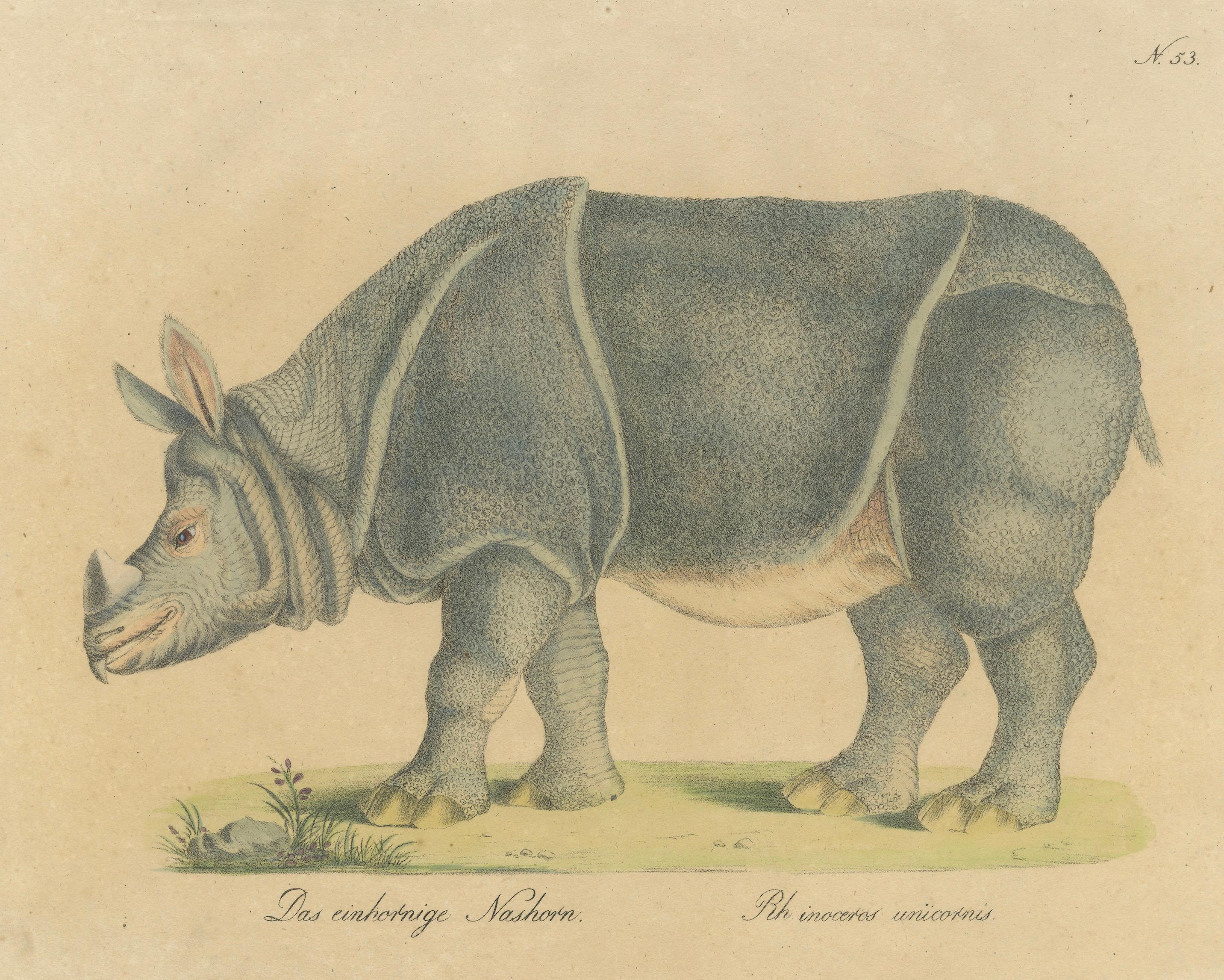 Indian Rhinoceros (Rhinoceros unicornis), Brodtmann Natural History Print, 1816