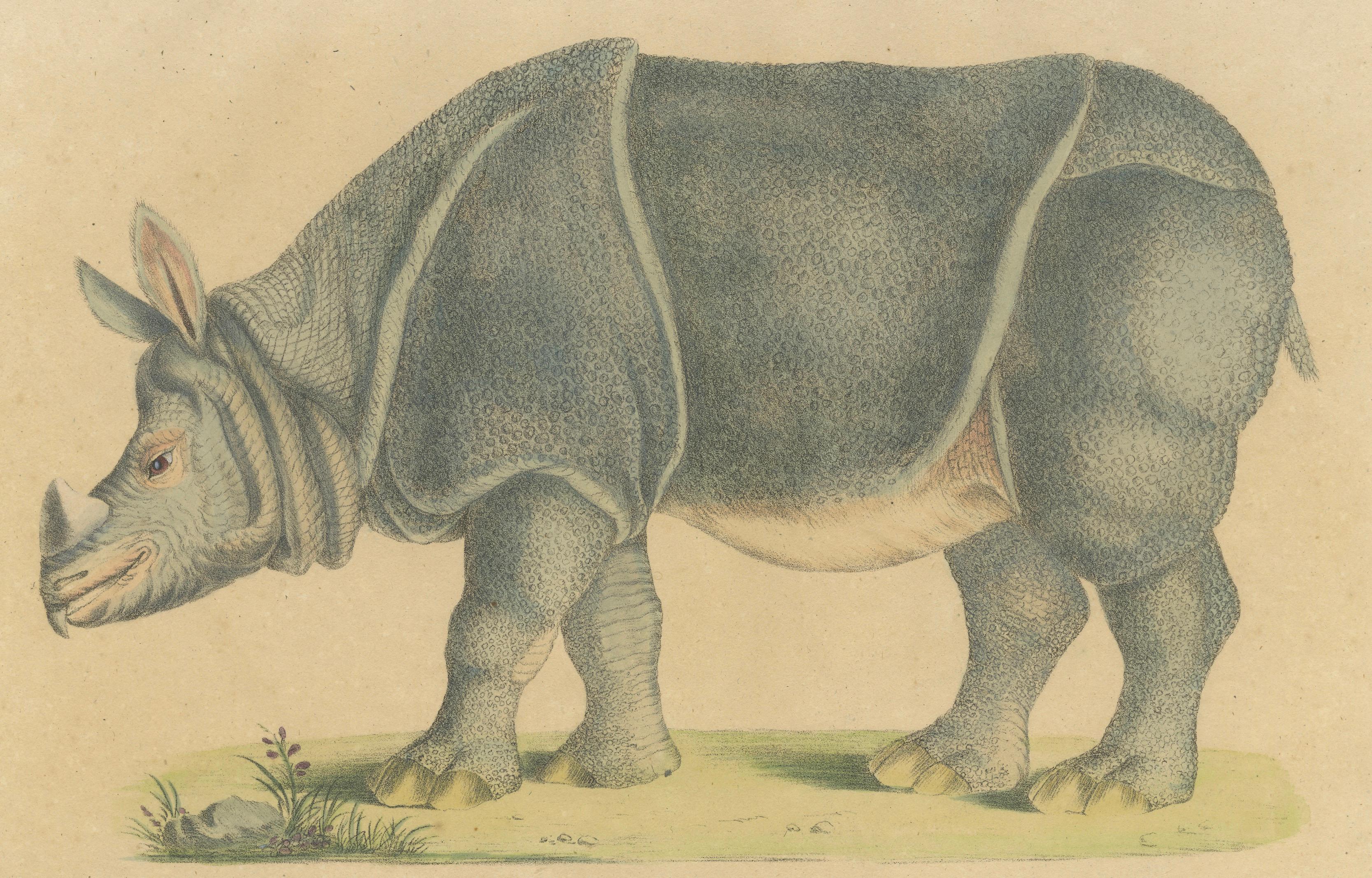 Indian Rhinoceros (Rhinoceros unicornis), Brodtmann Natural History Print, 1816