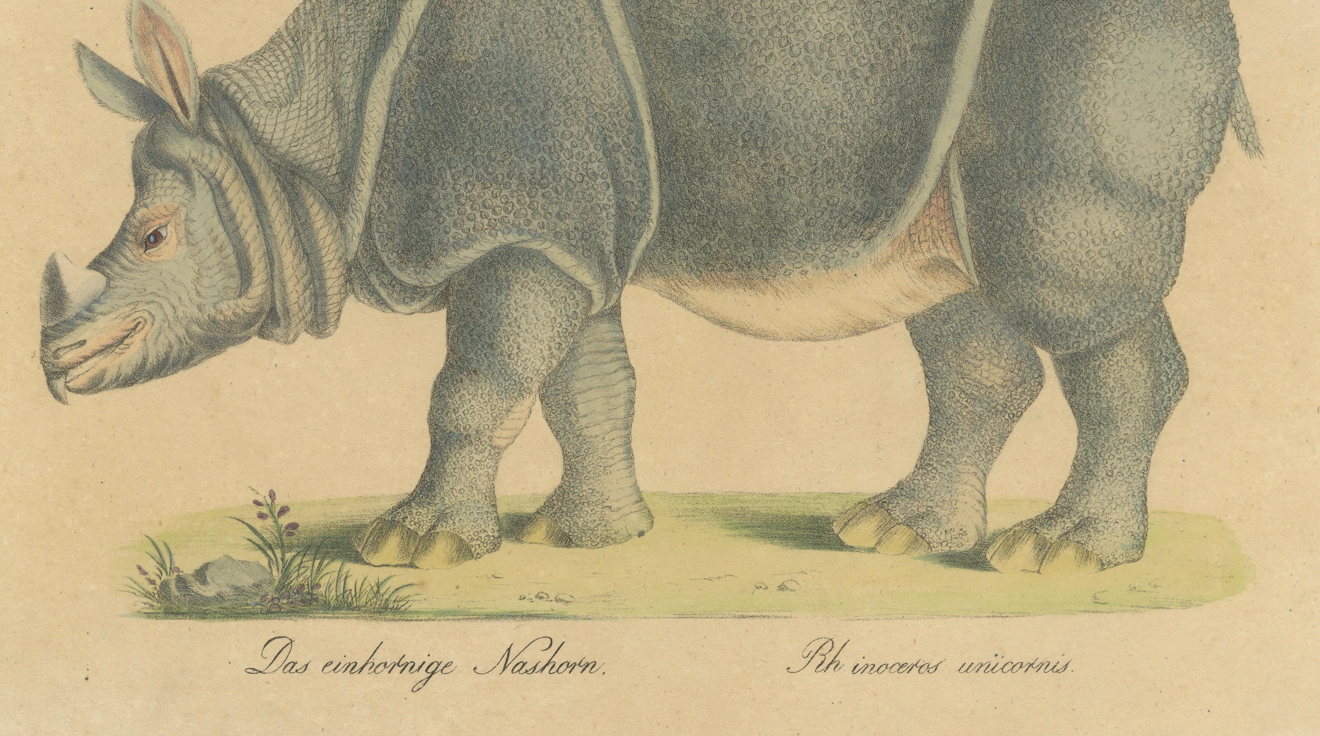 Indian Rhinoceros (Rhinoceros unicornis), Brodtmann Natural History Print, 1816