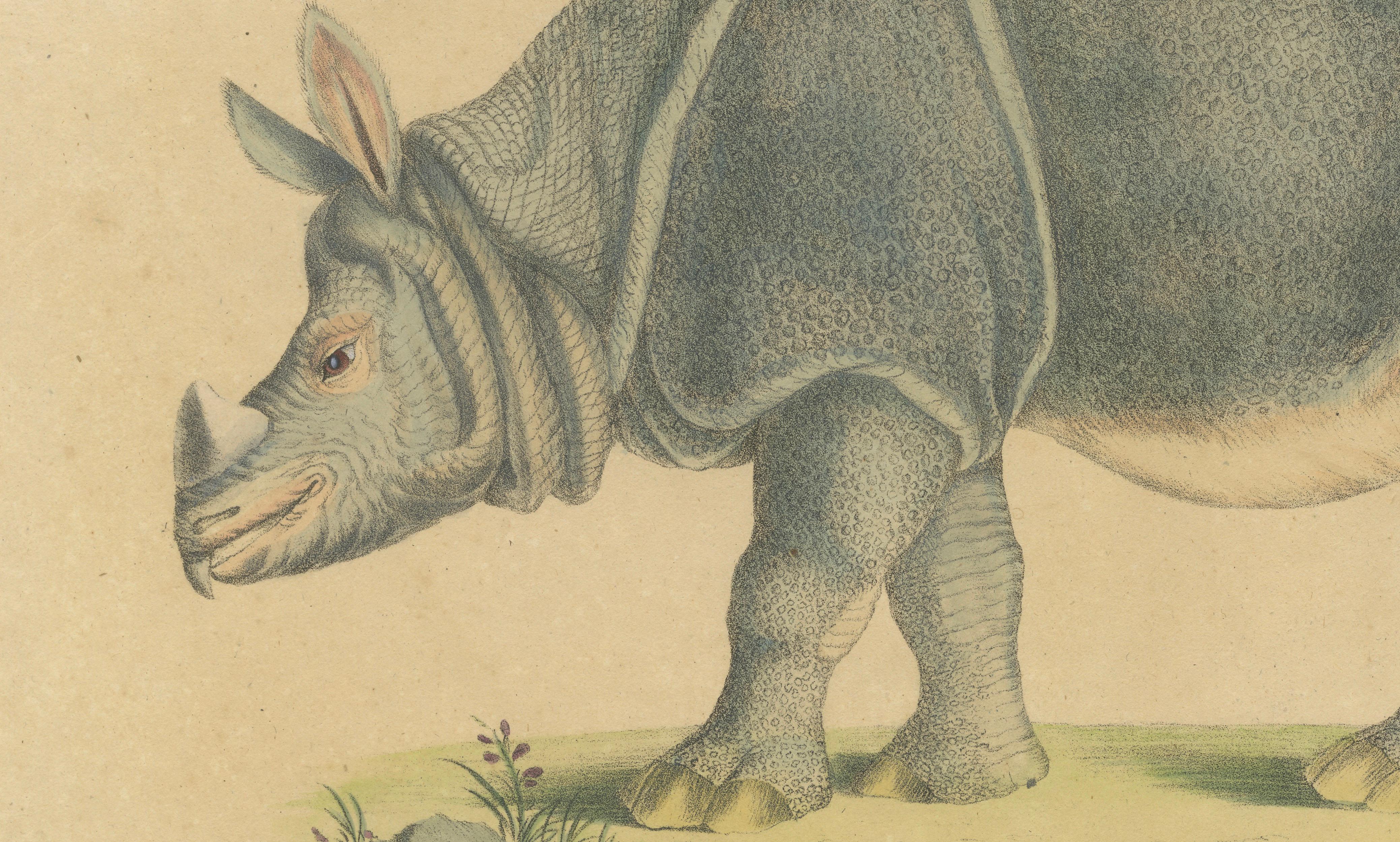 Indian Rhinoceros (Rhinoceros unicornis), Brodtmann Natural History Print, 1816