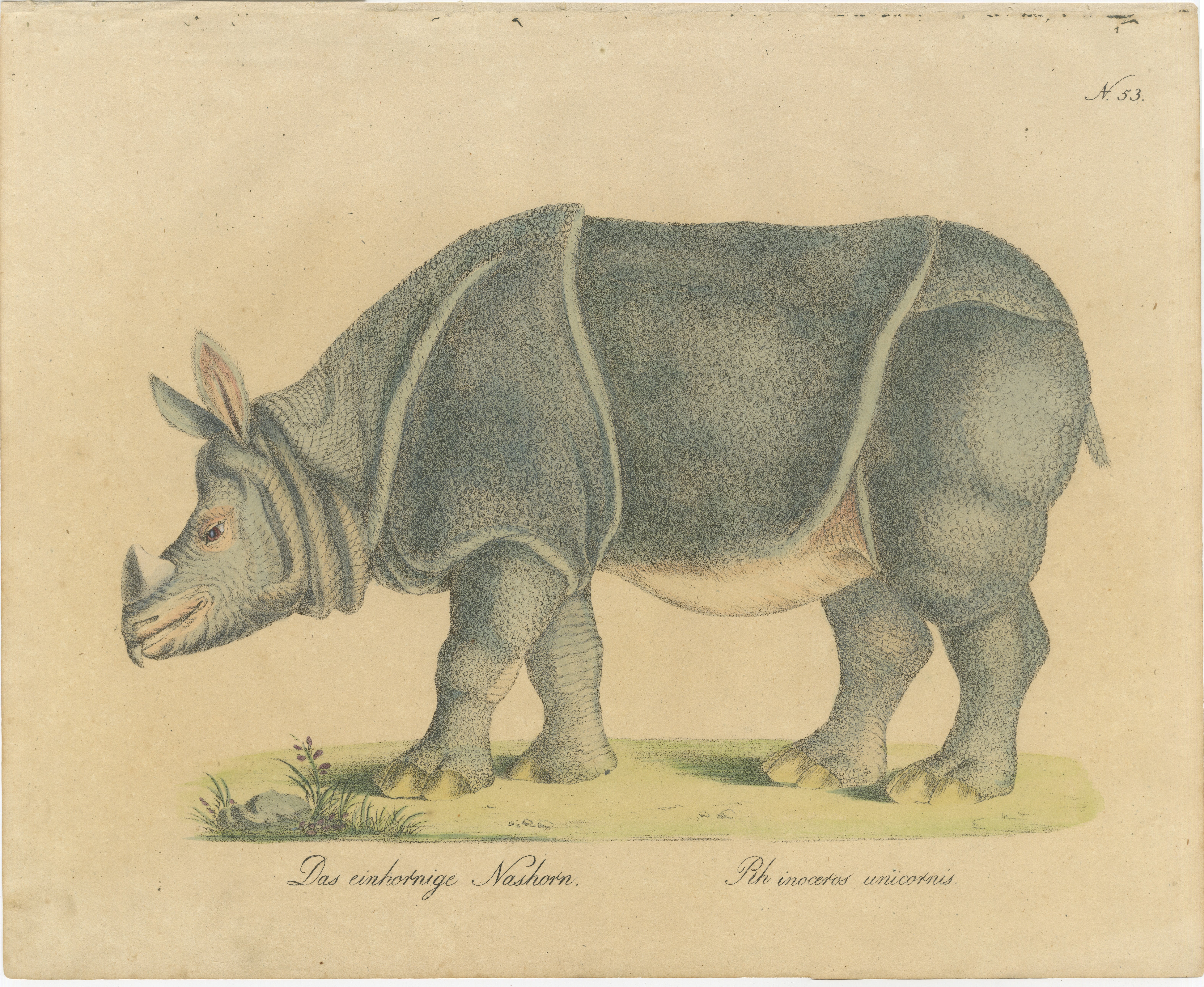Indian Rhinoceros (Rhinoceros unicornis), Brodtmann Natural History Print, 1816