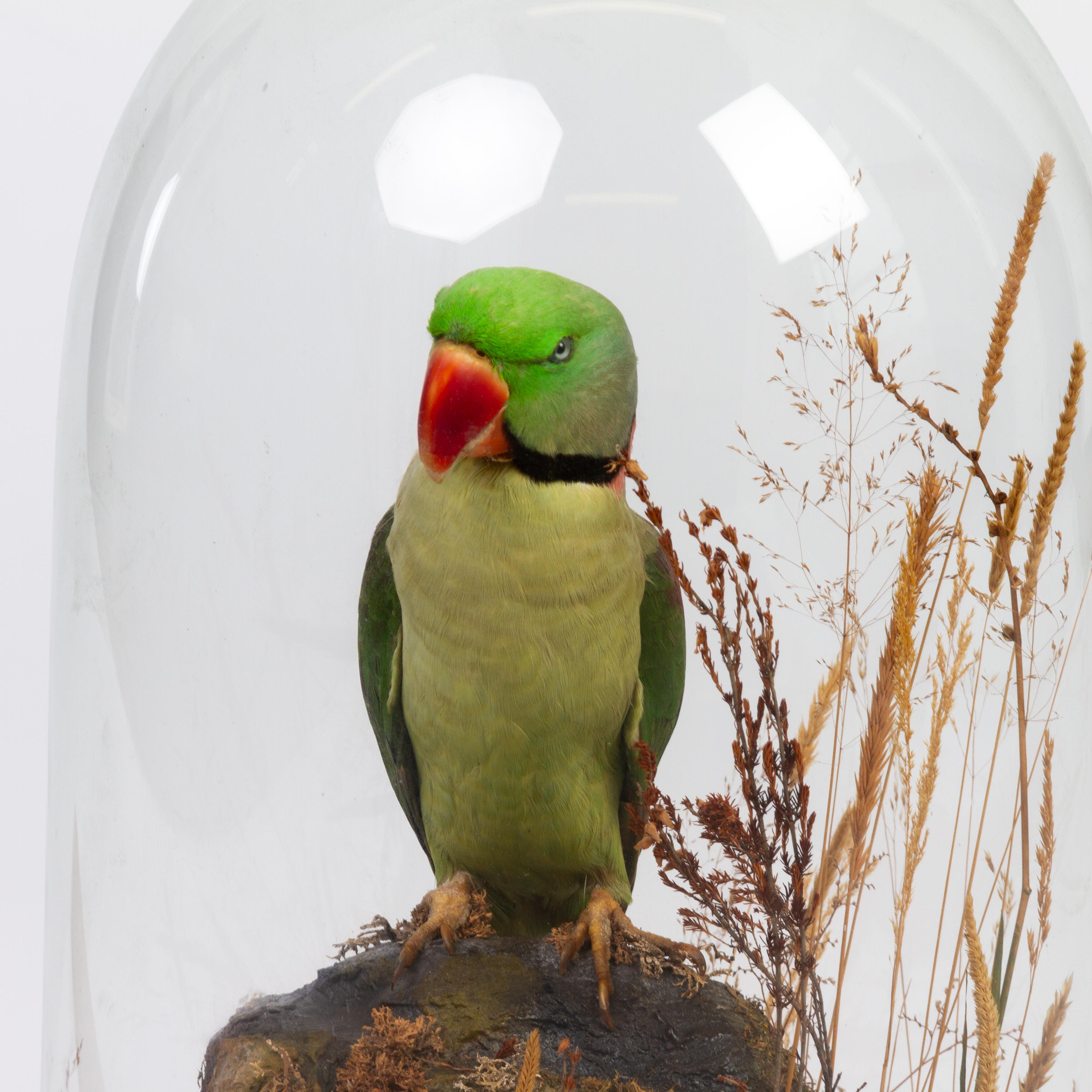 Indian Ring-Necked Victorian Taxidermy Parakeet Parrot Under Dome 19th Century 
Good condition overall, displays remarkably 
From a private collection.
Free international shipping.