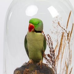 Indian Ring-Necked Victorian Taxidermy Parakeet Parrot Under Dome 19th Century