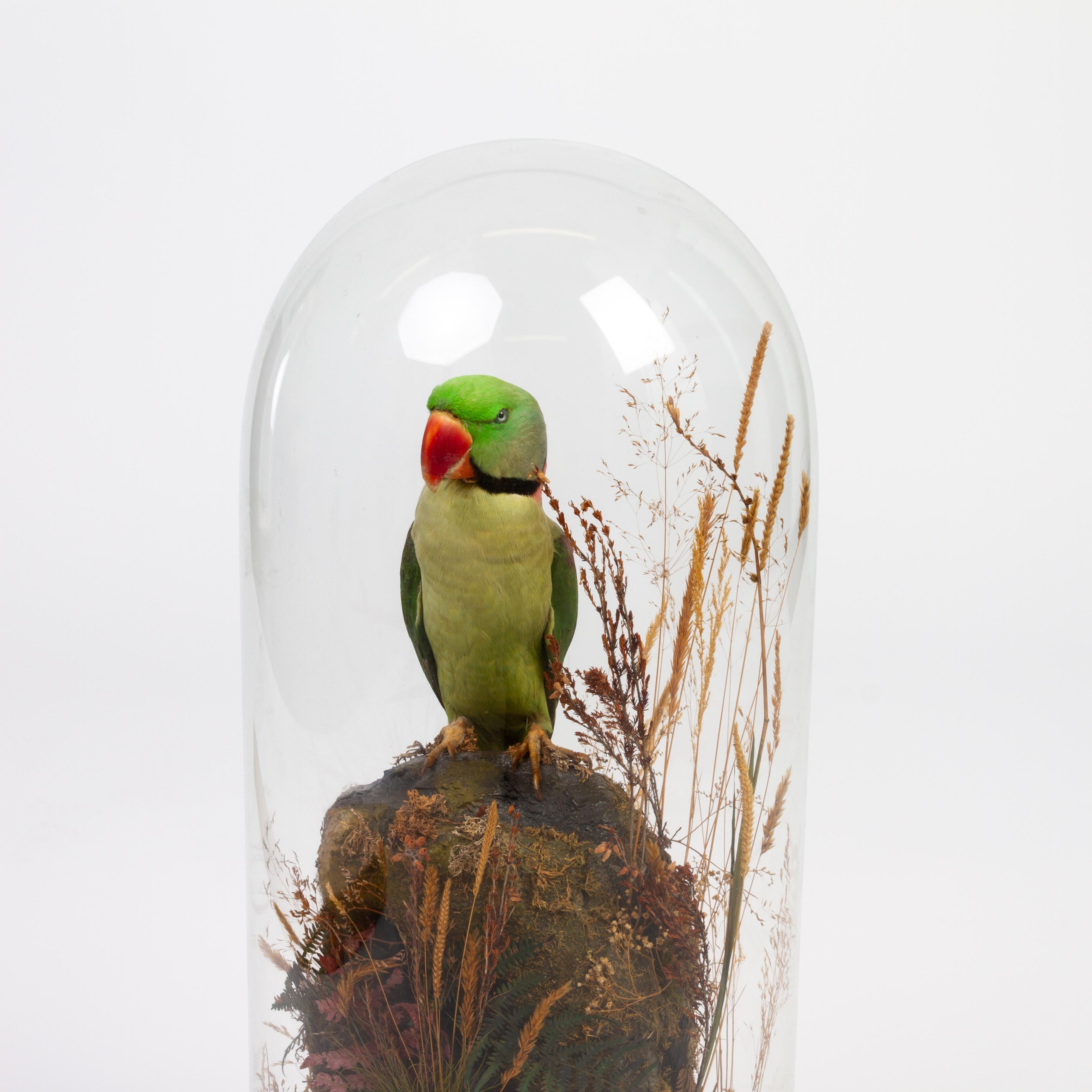 Hand-Crafted Indian Ring-Necked Victorian Taxidermy Parakeet Parrot Under Dome 19th Century 
