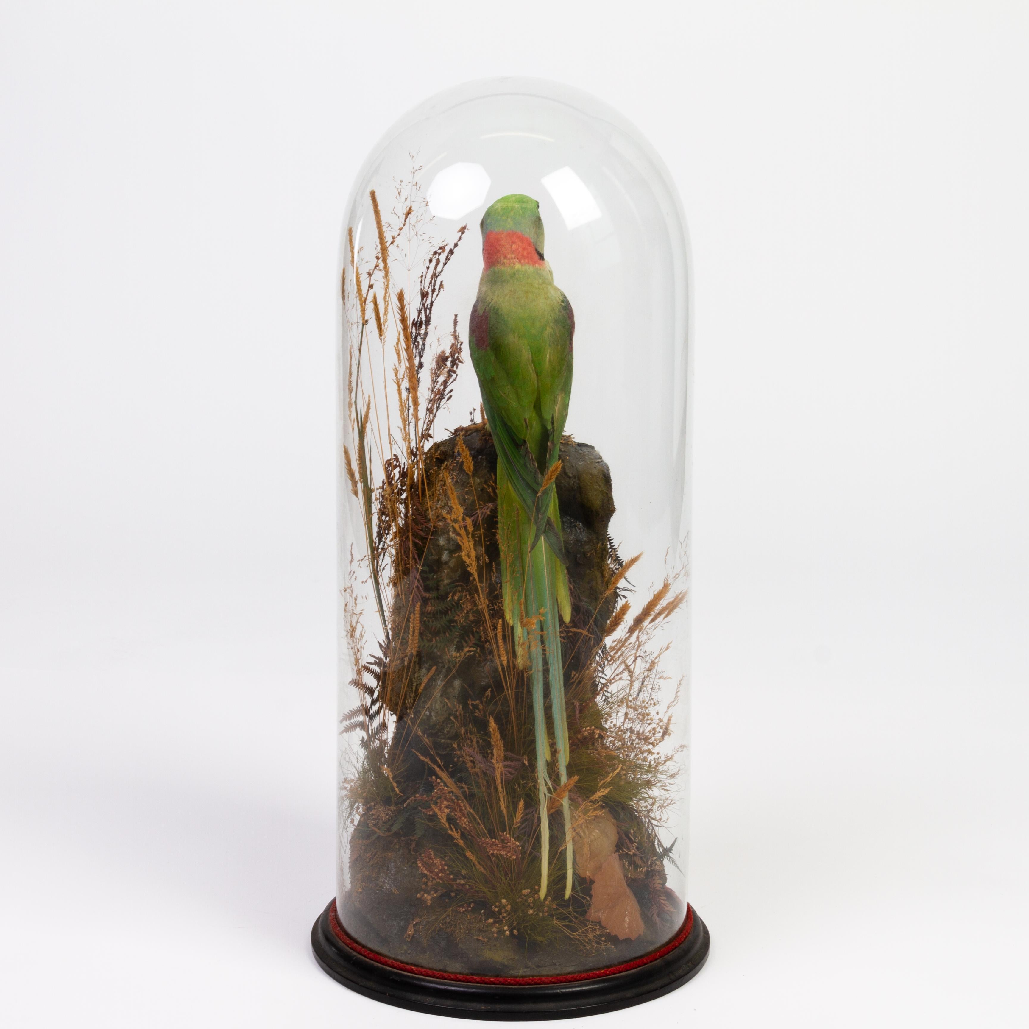 Glass Indian Ring-Necked Victorian Taxidermy Parakeet Parrot Under Dome 19th Century 