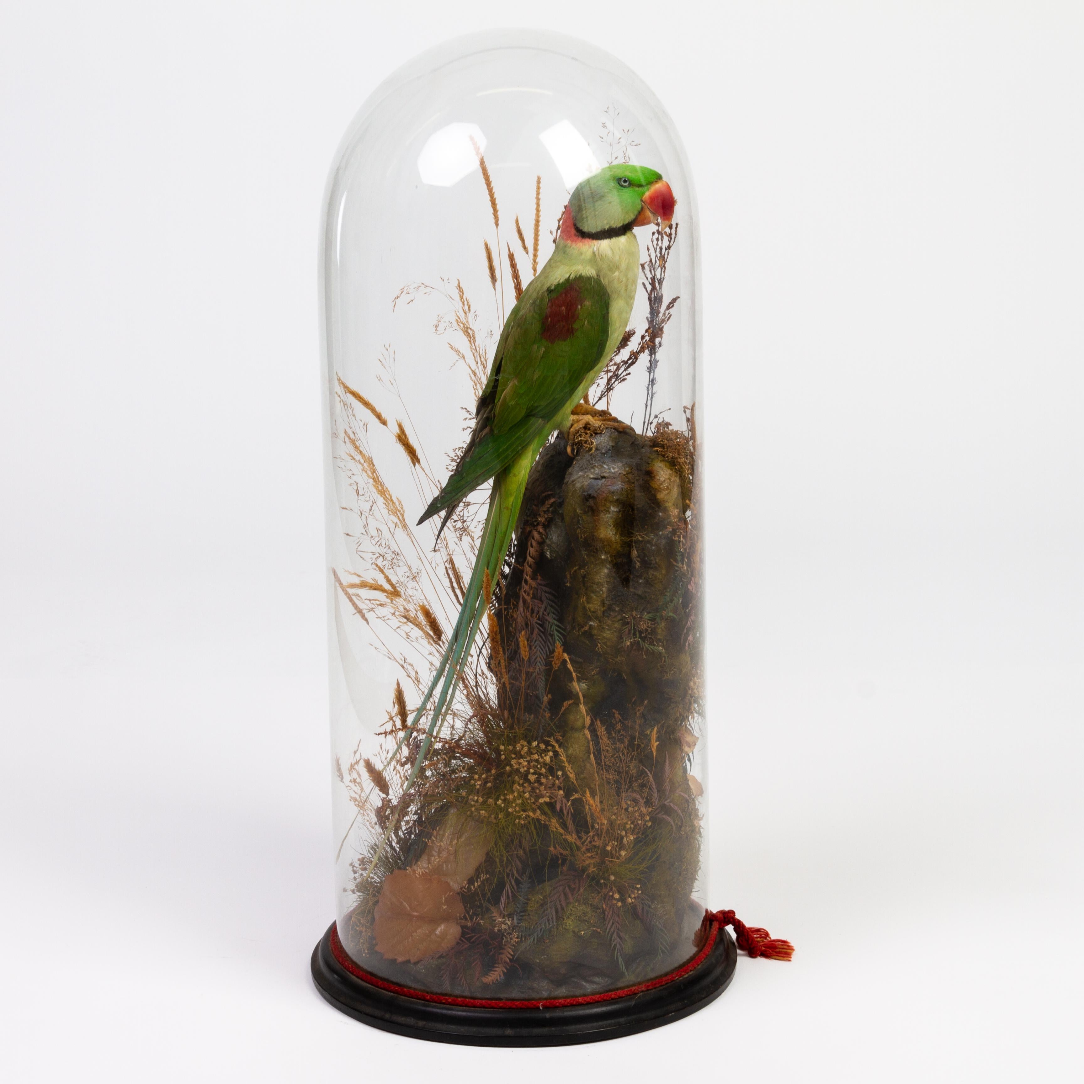 Indian Ring-Necked Victorian Taxidermy Parakeet Parrot Under Dome 19th Century  1