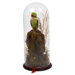 Indian Ring-Necked Victorian Taxidermy Parakeet Parrot Under Dome 19th Century 