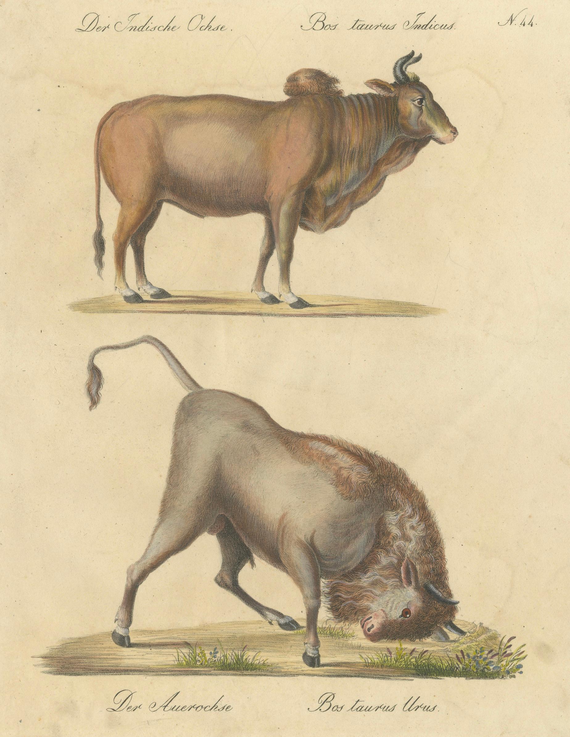 Indian Zebu Bull and Extinct Aurochs Natural History Lithograph, 1816