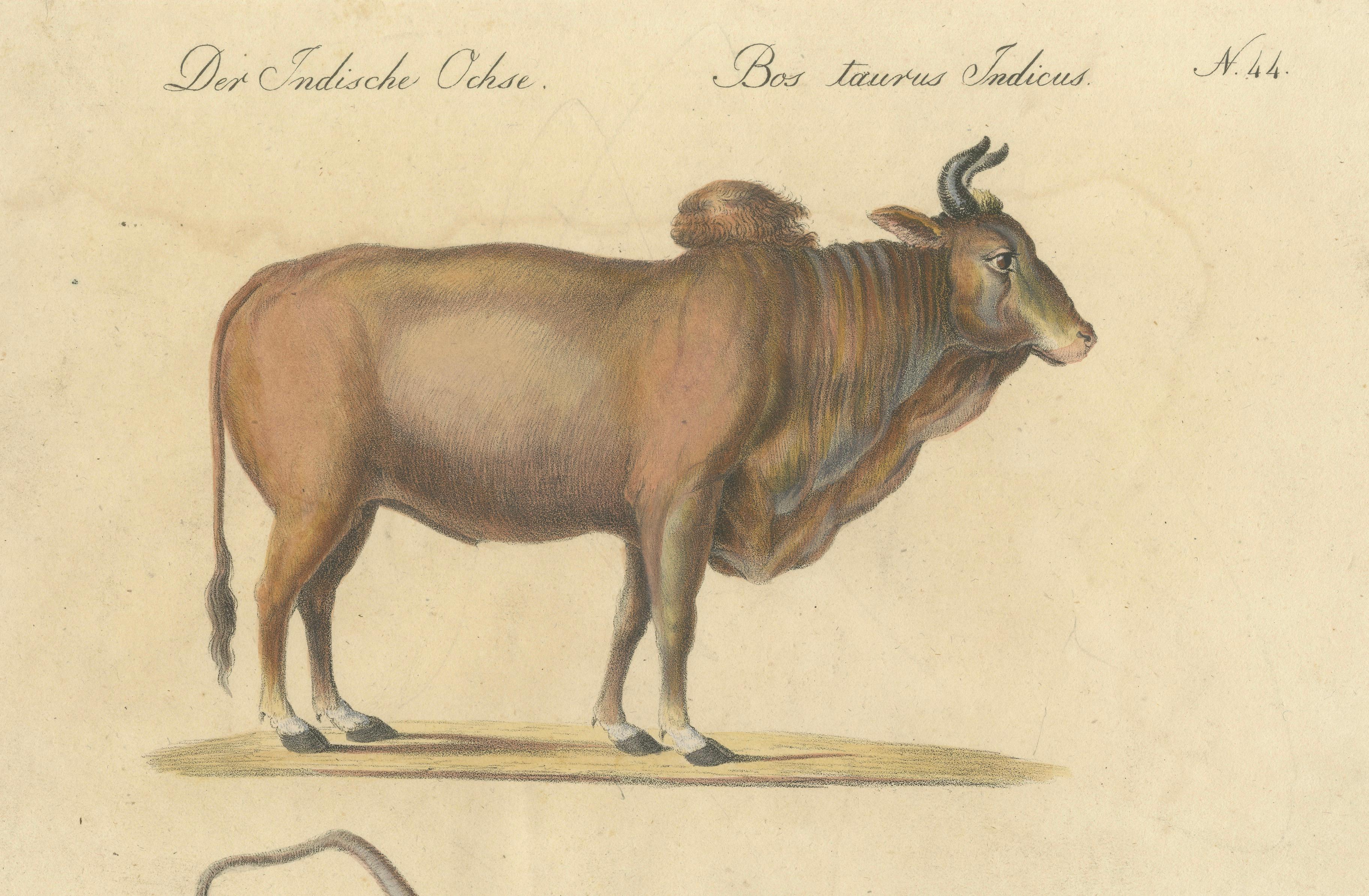 Indian Zebu Bull and Extinct Aurochs Natural History Lithograph, 1816