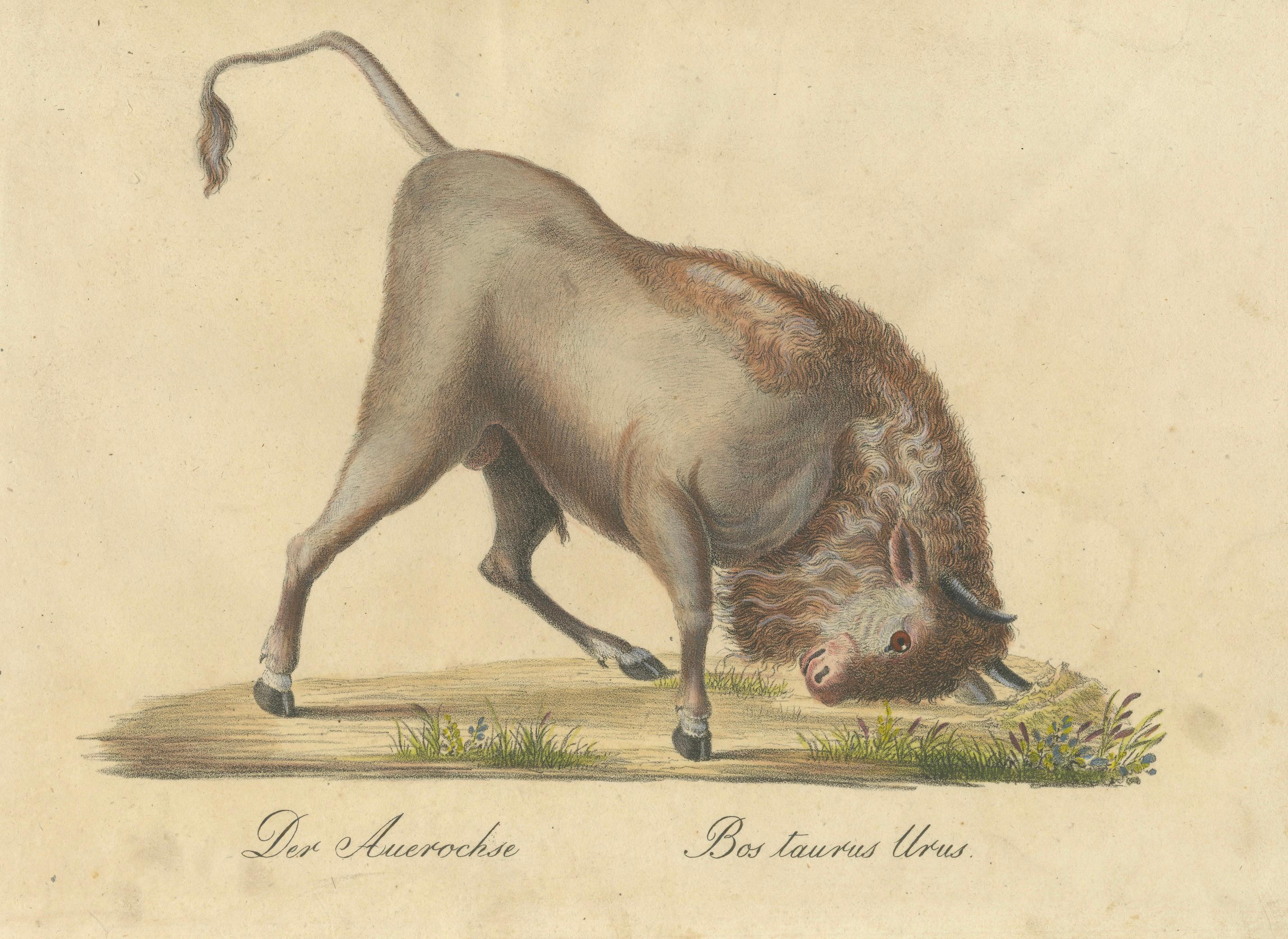 Indian Zebu Bull and Extinct Aurochs Natural History Lithograph, 1816
