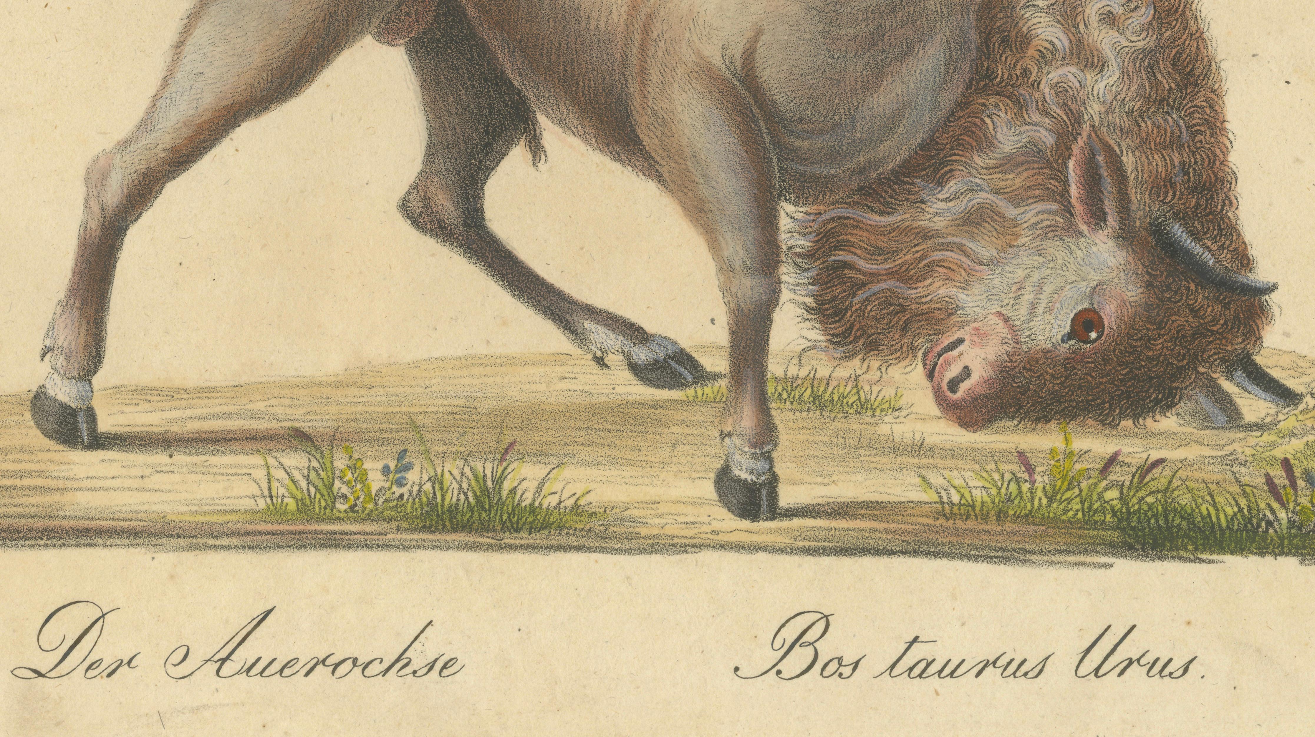 Indian Zebu Bull and Extinct Aurochs Natural History Lithograph, 1816