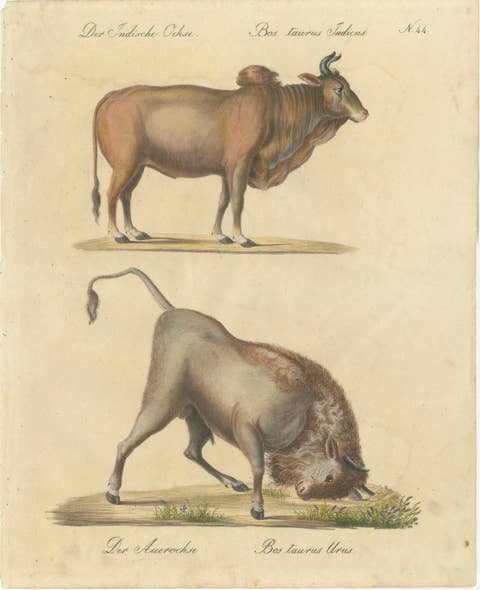 Indian Zebu Bull and Extinct Aurochs Natural History Lithograph, 1816