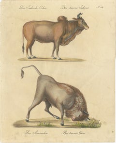 Indian Zebu Bull and Extinct Aurochs Natural History Lithograph, 1816