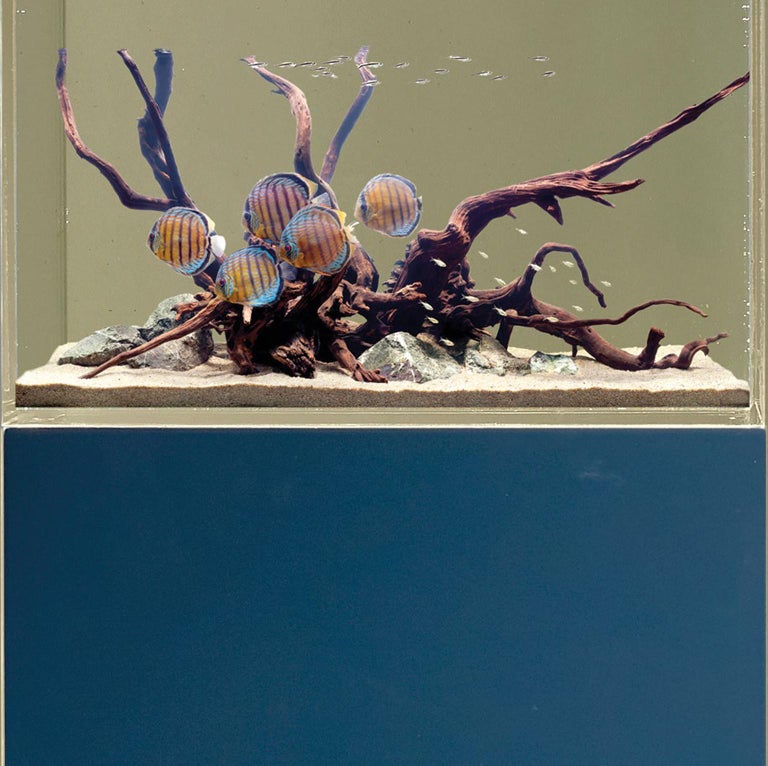 Indigo Contemporary Fish Tank or Aquarium Stand by Luísa Peixoto For Sale 3